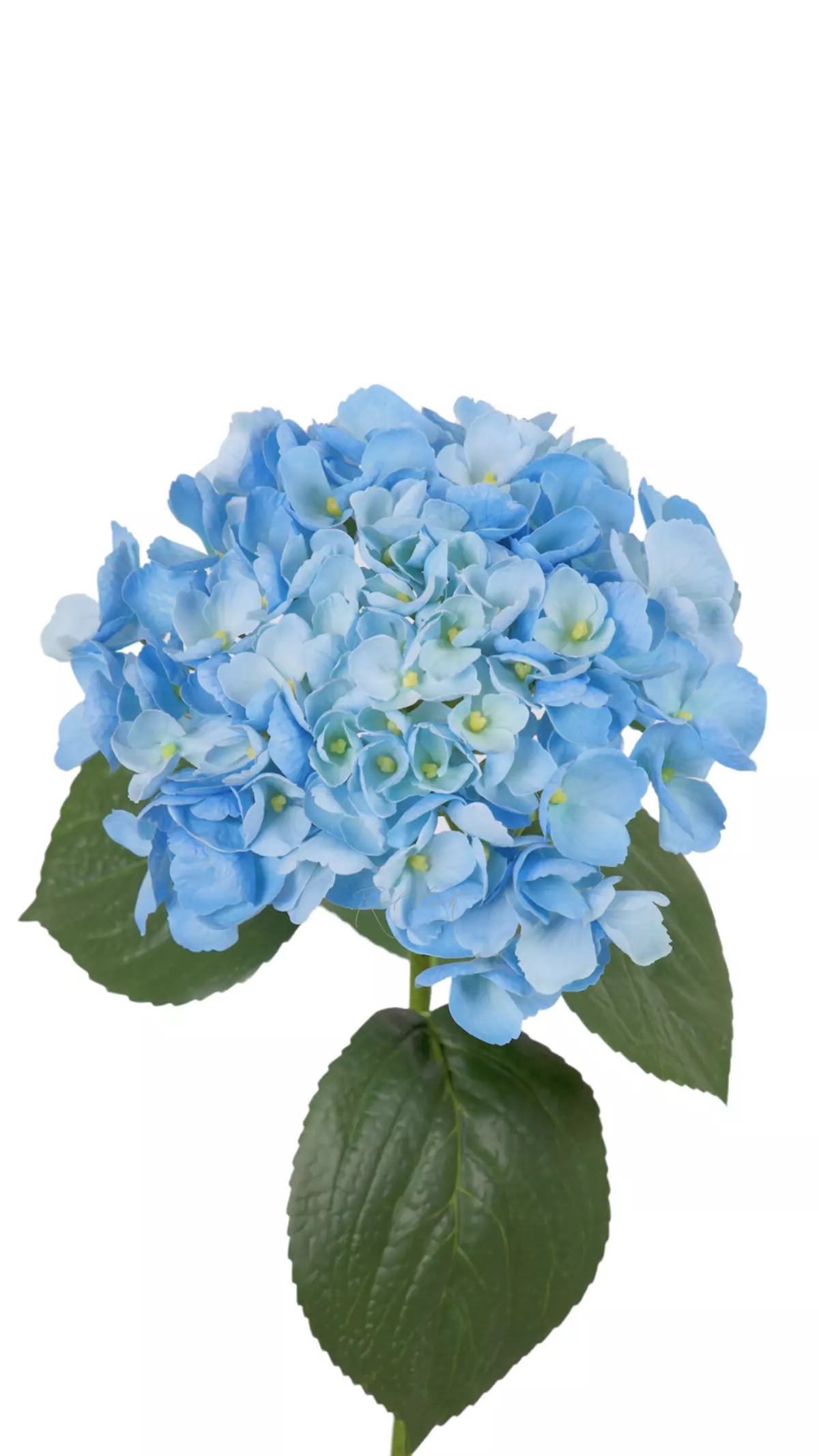Hydrangea macrophylla on the stem - light blue
