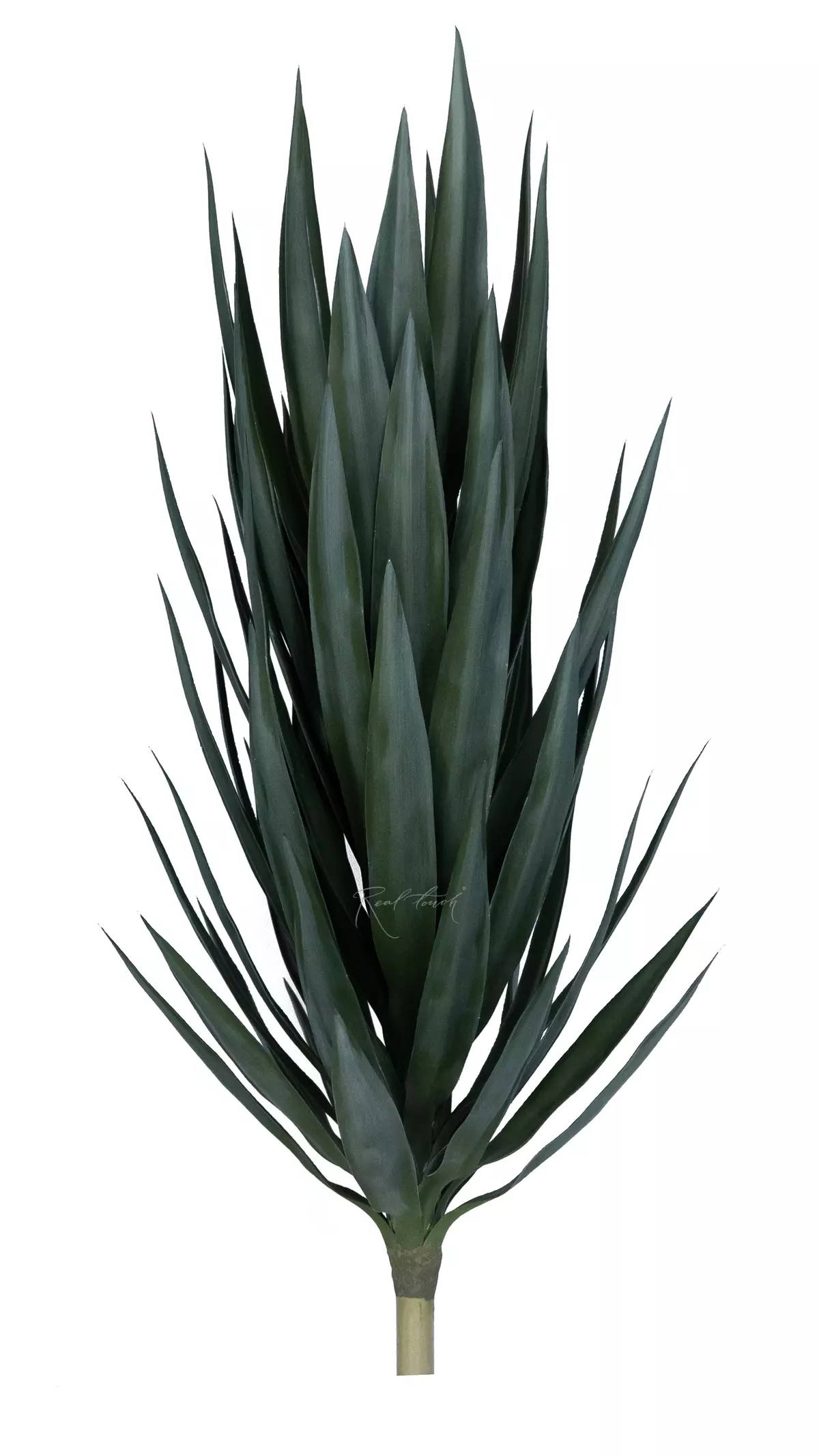 Giant Yucca - green