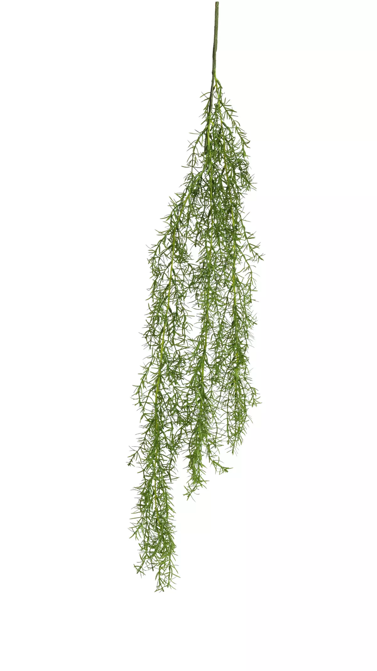 Artificial Asparagus Sprenger (38 inches) - green
