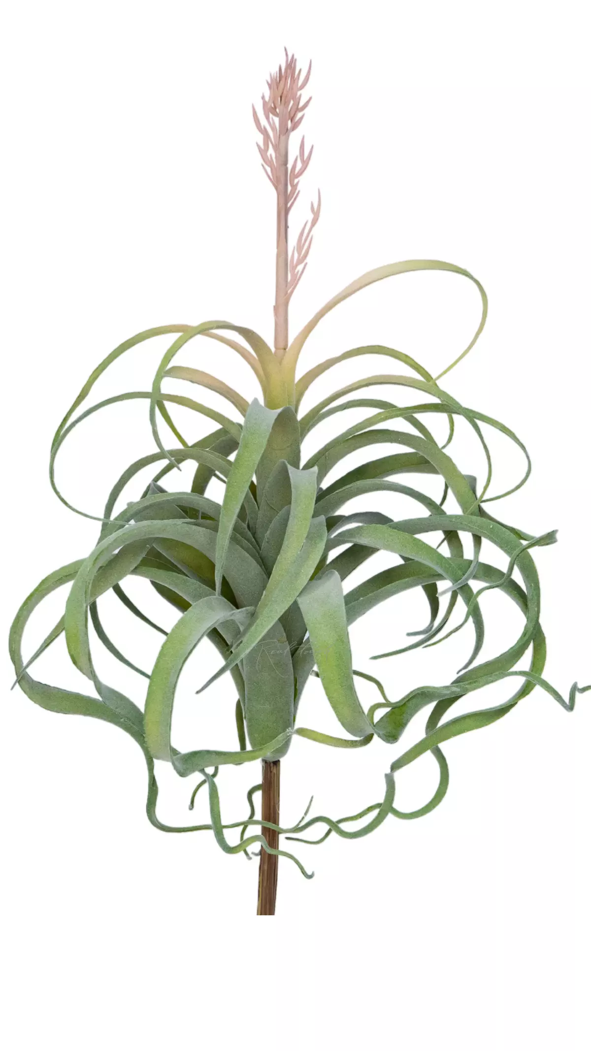 Tillandsia Xerographica Air plant in bloom - dusty green