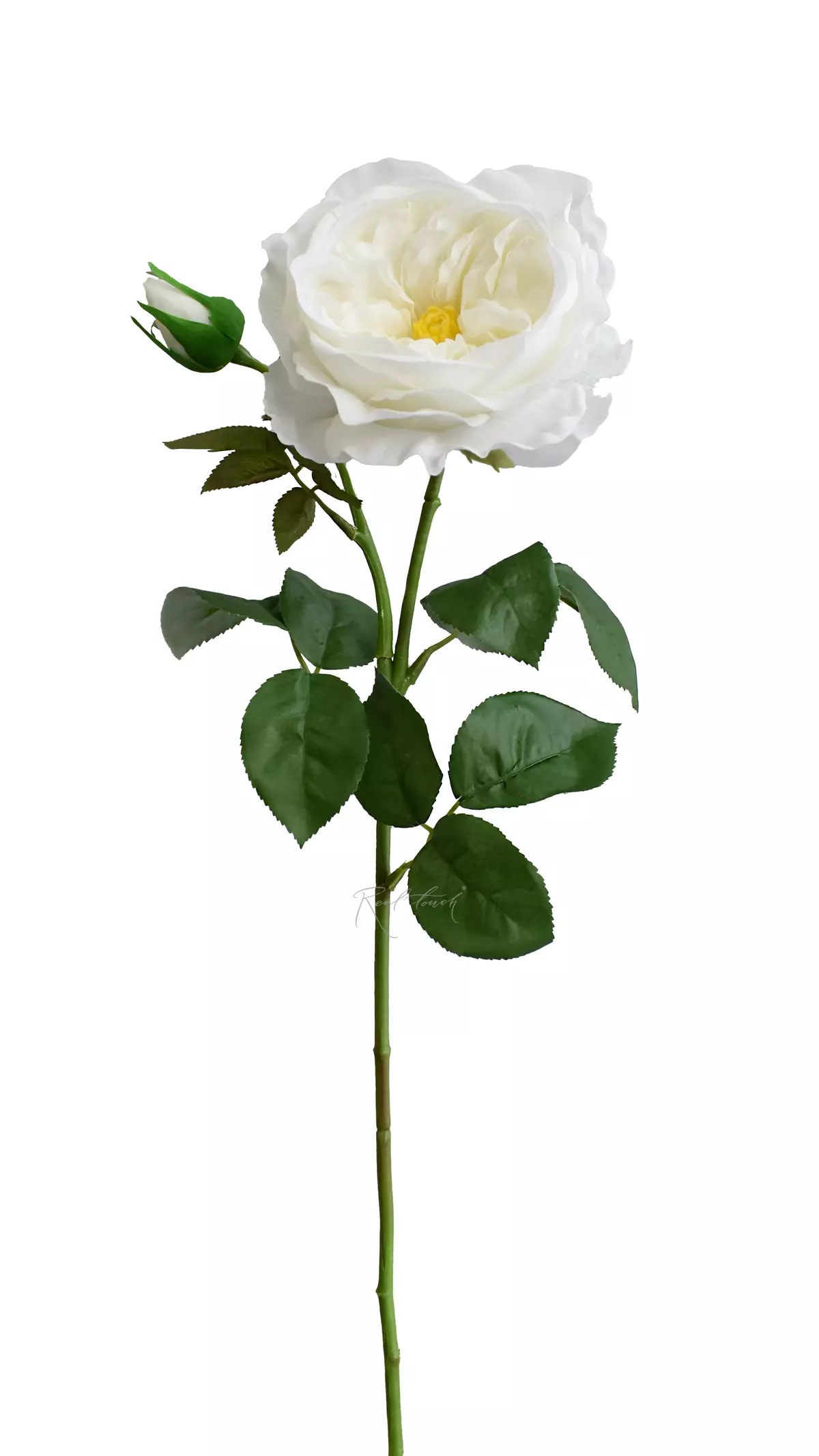 Rose David Austin The Pilgrim large - white