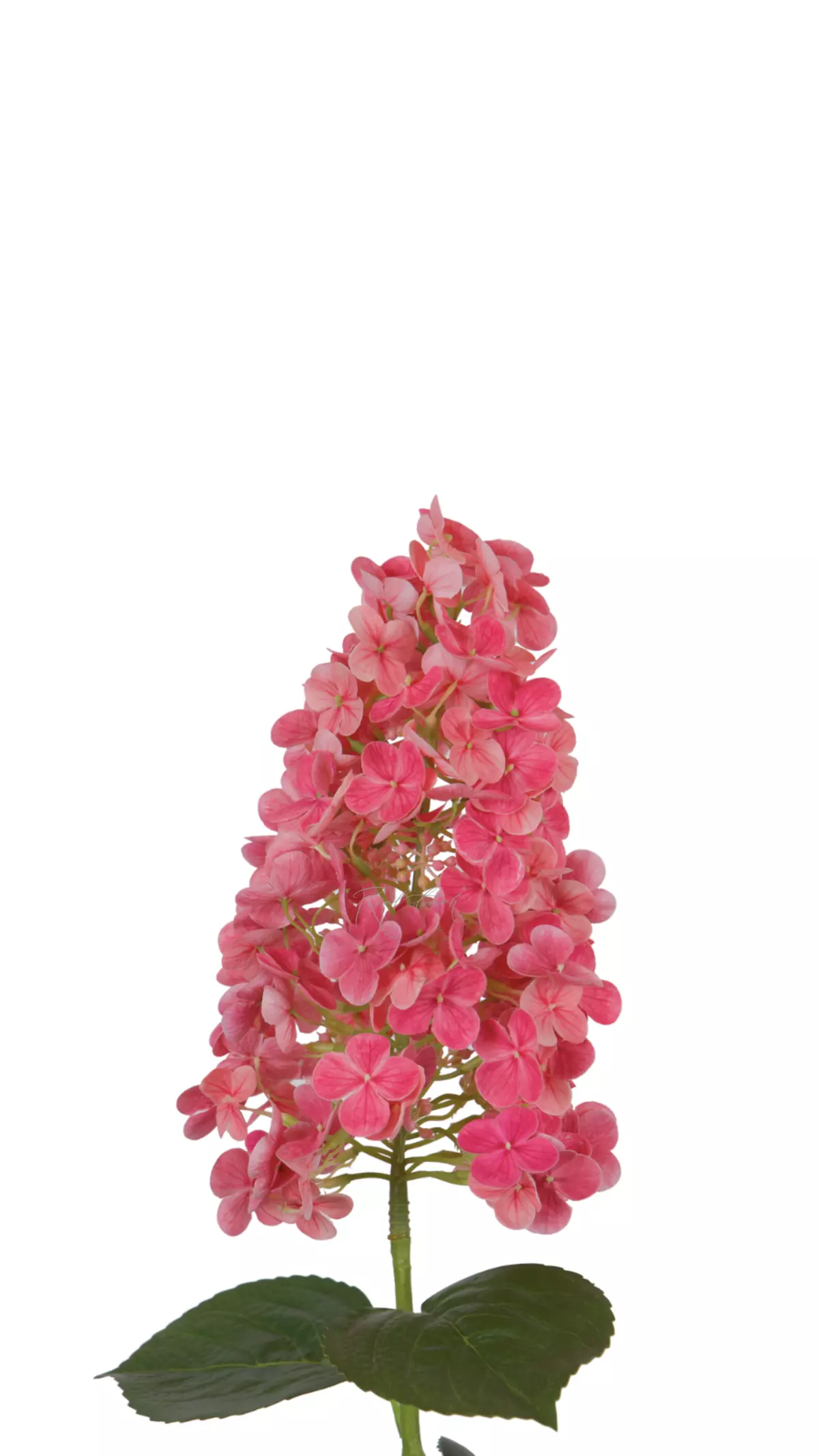 Hydrangea paniculata on the stem - Dark pink