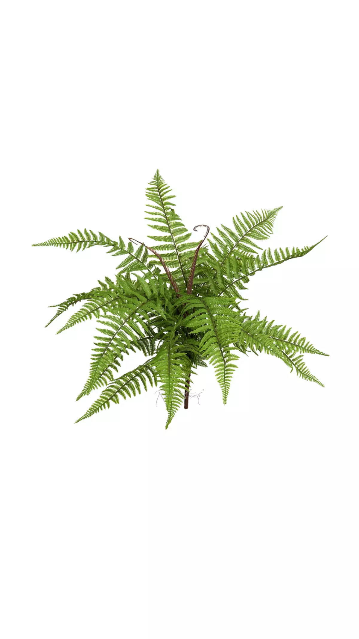 Real Touch Polystichum Shield Fern  - green