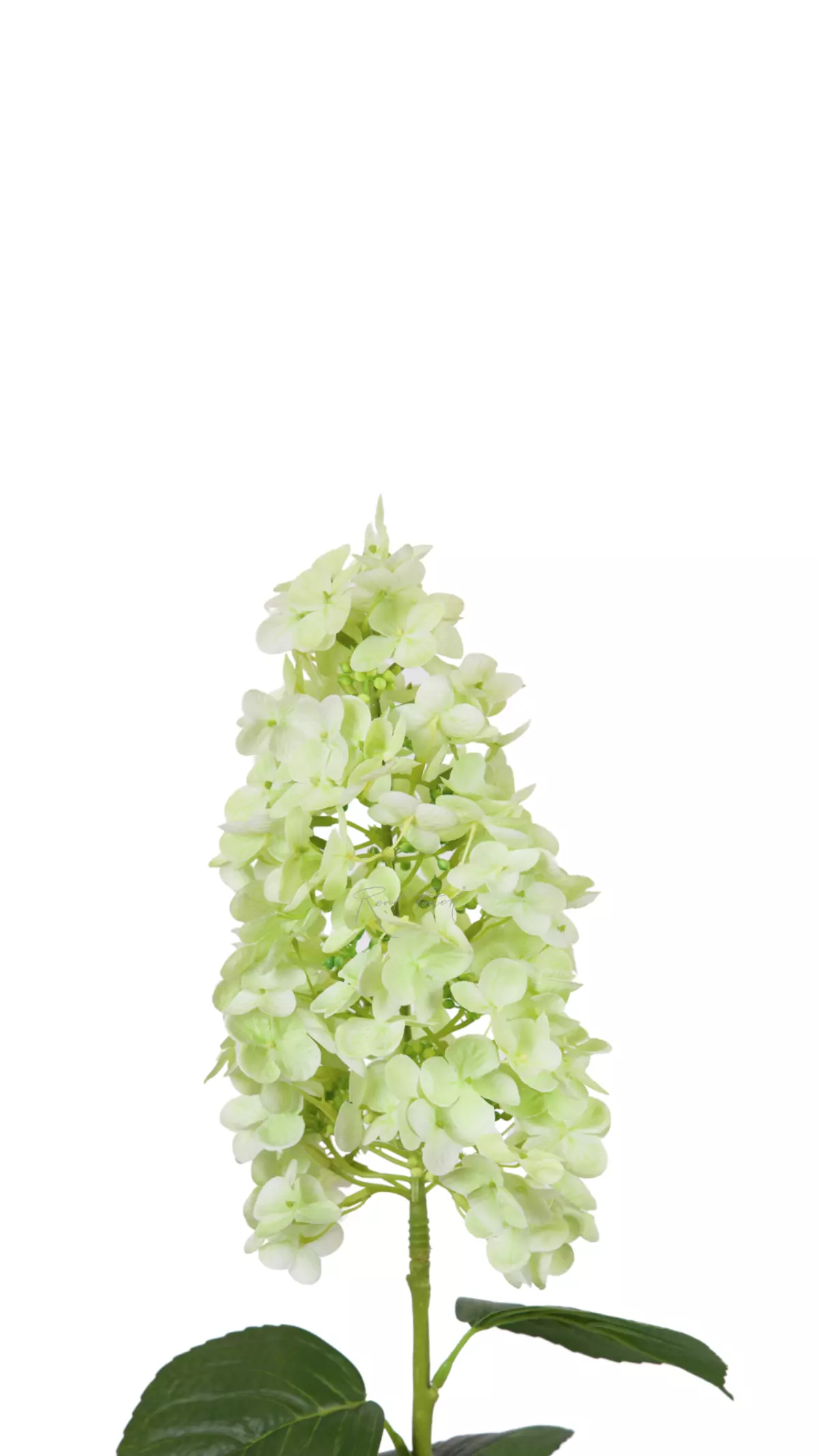 Hydrangea paniculata on the stem - green
