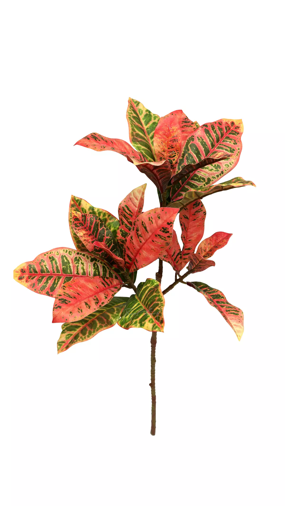 Croton branch large - red Croton branch large - red