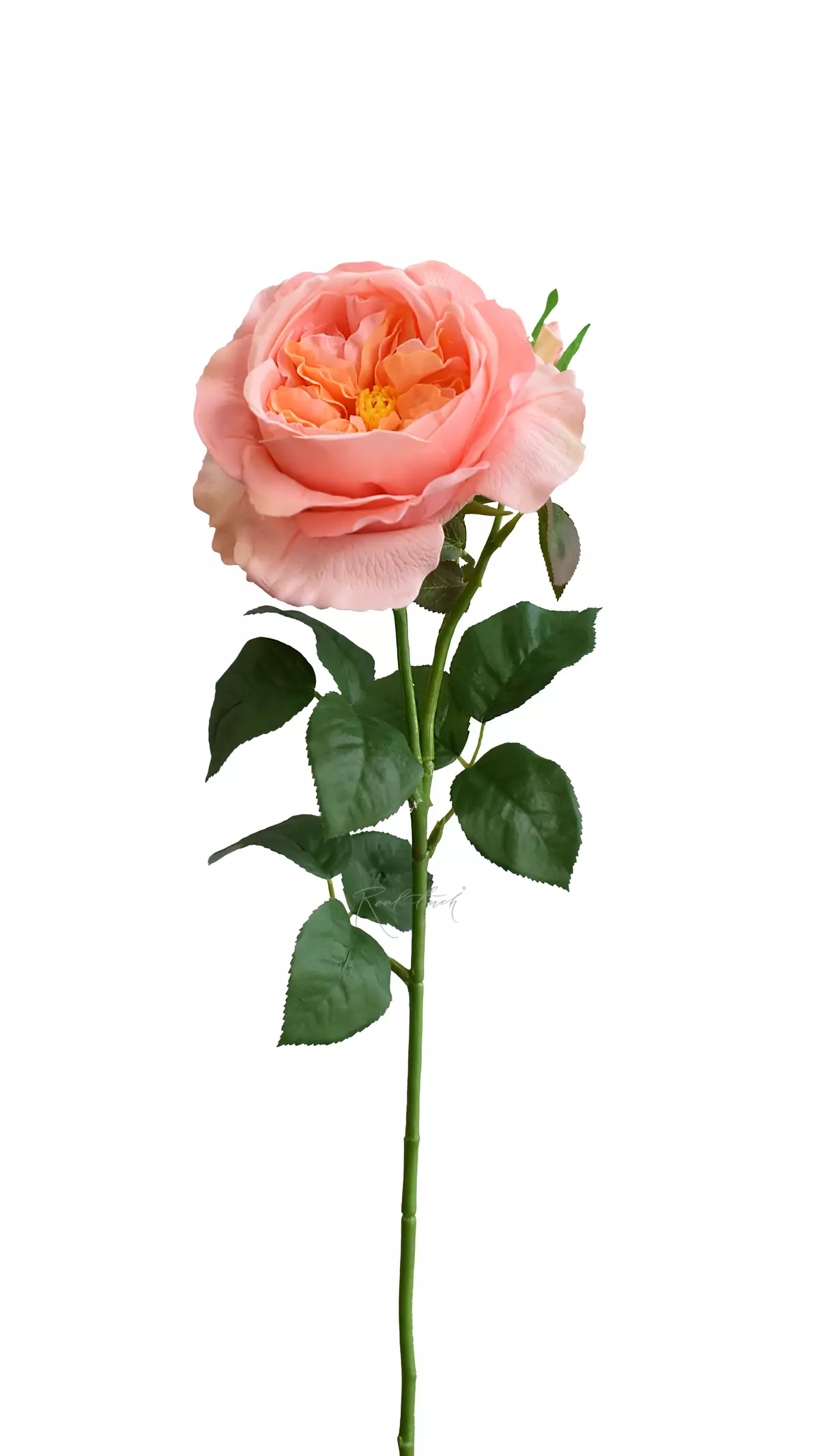 Rose David Austin The Pilgrim large - peach pink