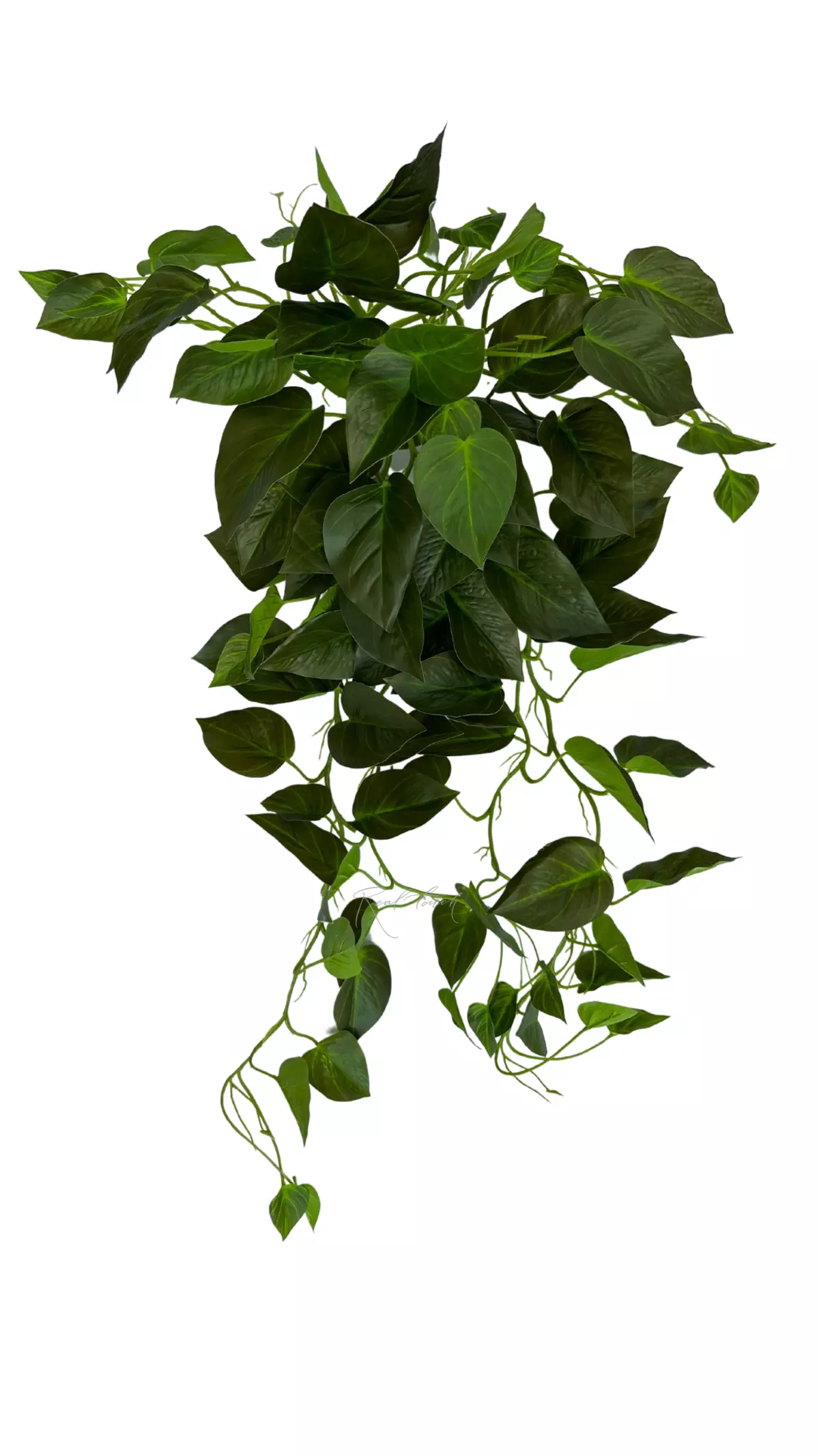 Scindapsus Jade - green Scindapsus Jade - green