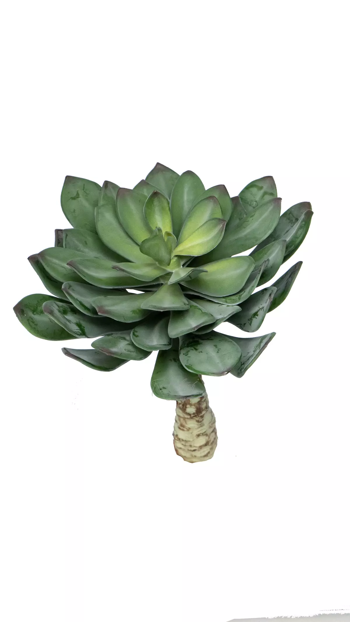 Aeonium Castello Paivae - green