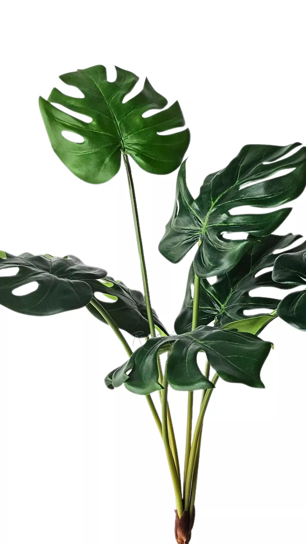 Monstera bush medium 7 leaves - green