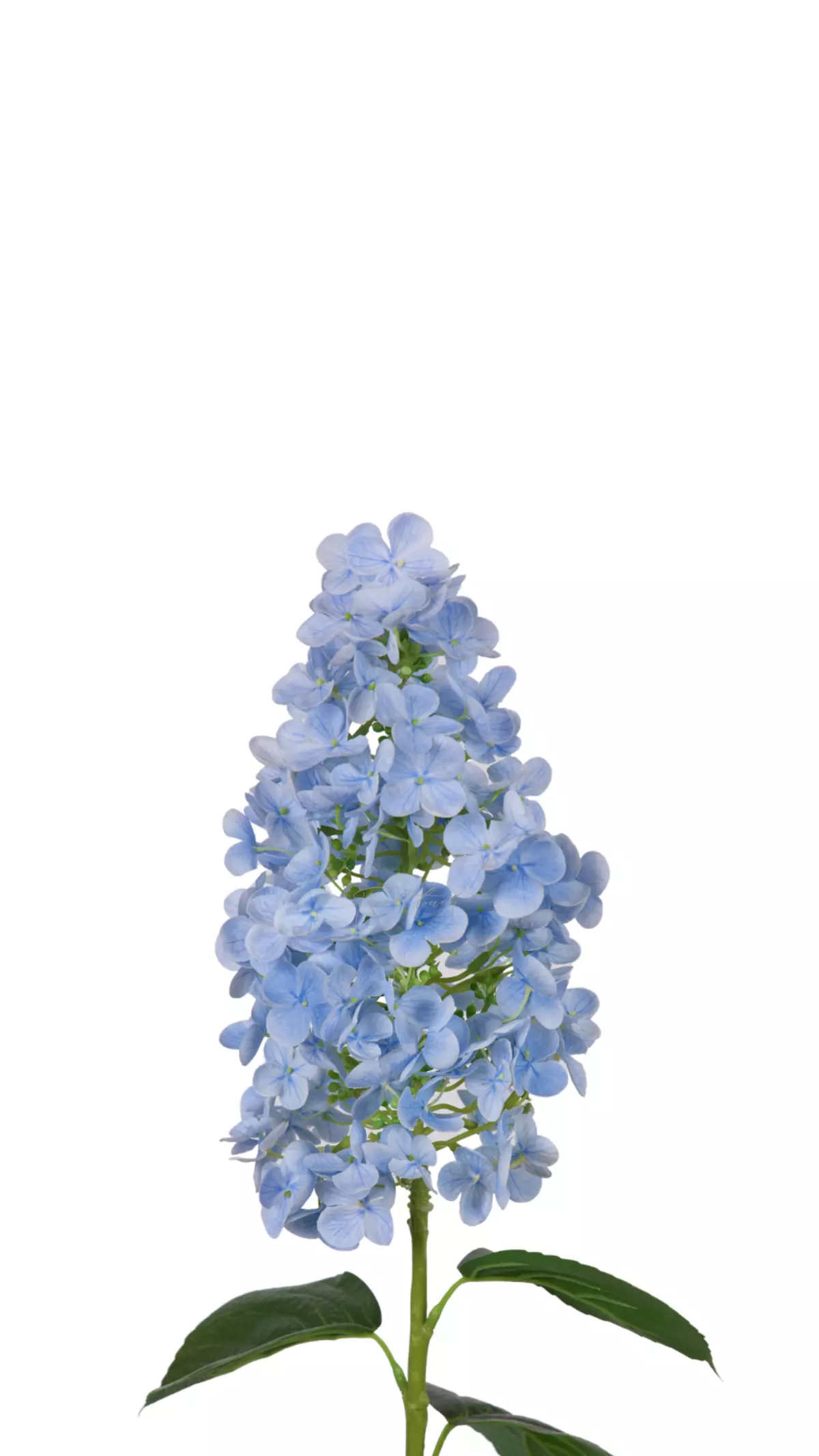 Hydrangea paniculata on the stem - light blue