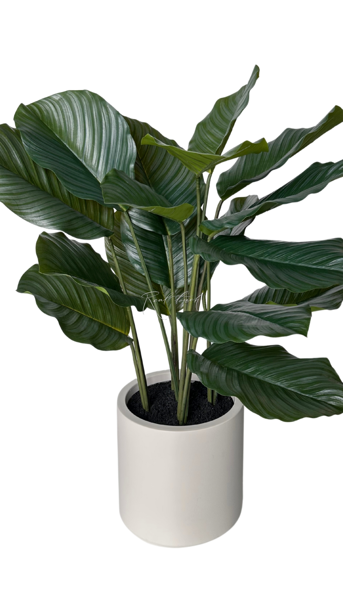 Calathea in pot 95cm - green