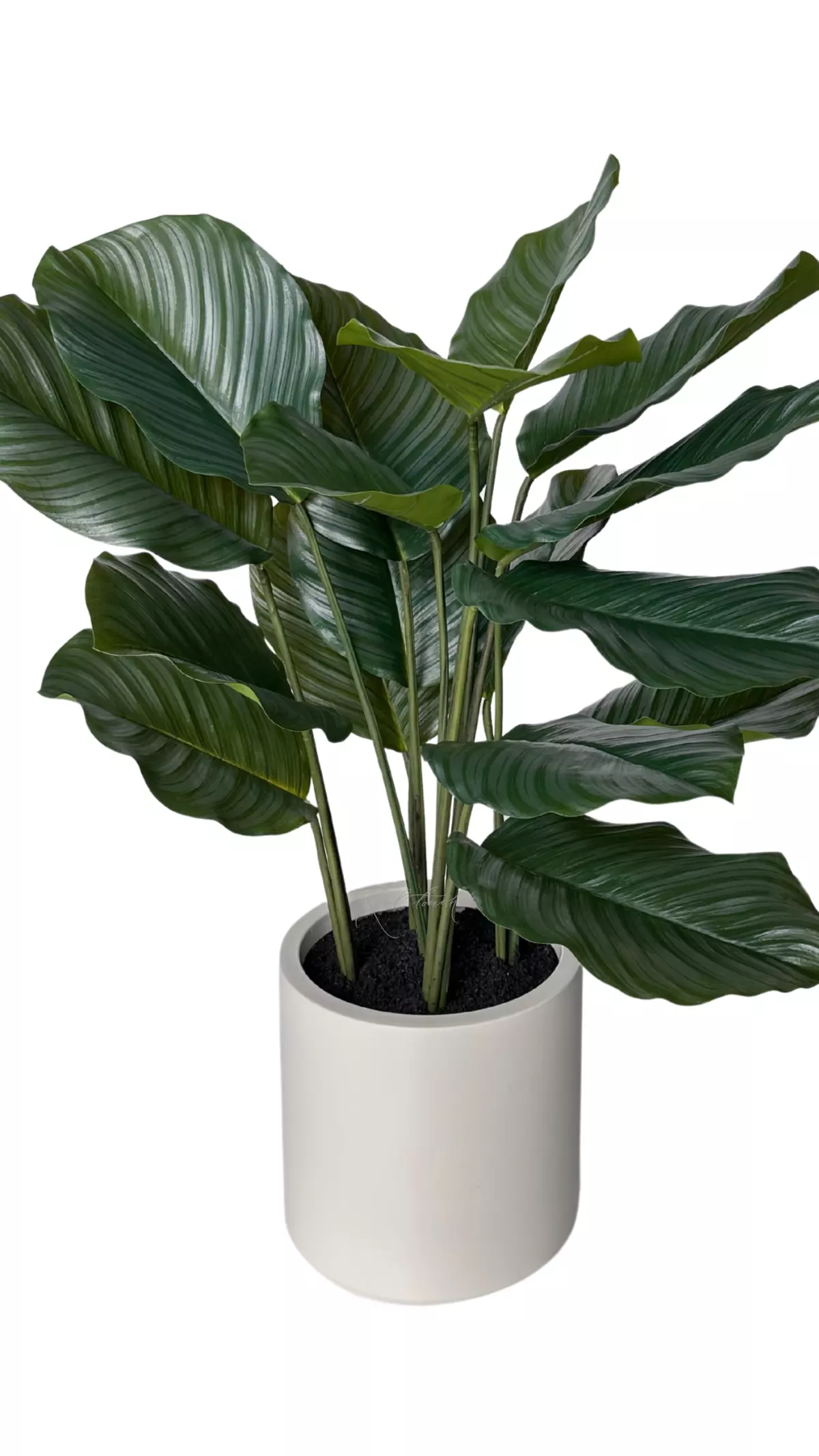 Calathea in pot 95cm - green Calathea in pot 95cm - green