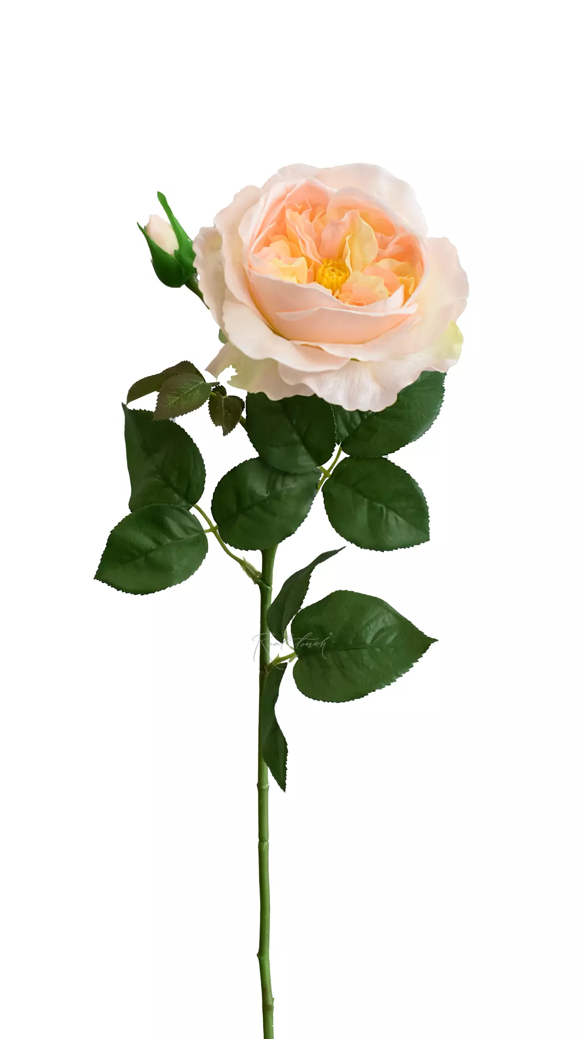 Rose David Austin The Pilgrim large - Light peach