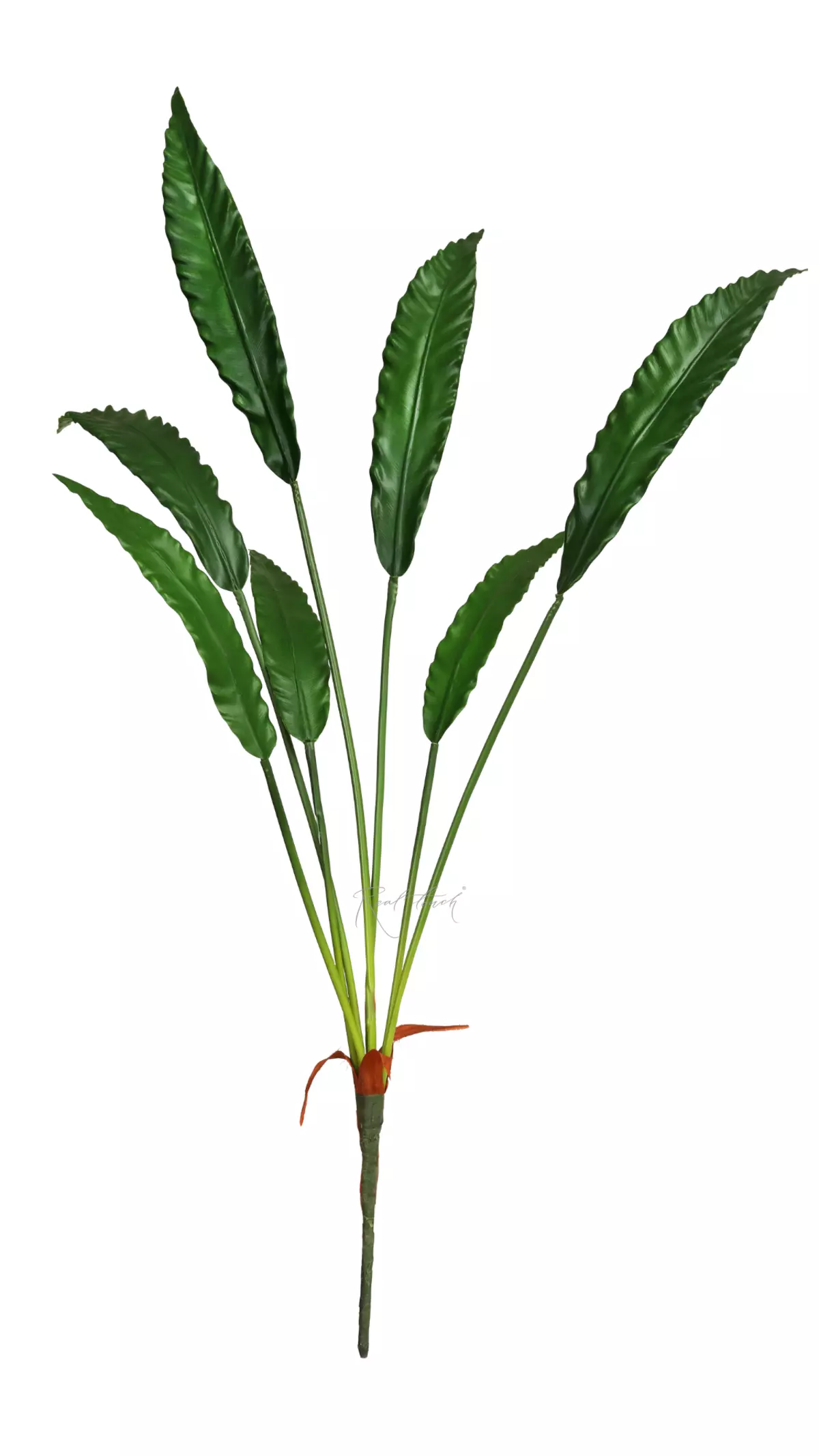 Calathea rufibarba bush of 7 leaves - green Calathea rufibarba bush of 7 leaves - green