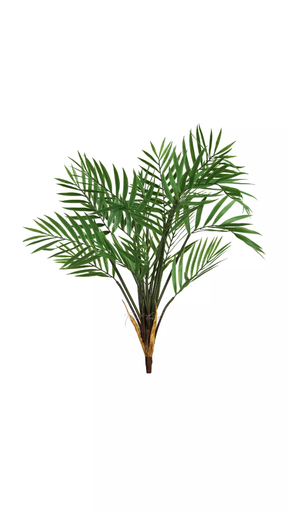 Medium bamboo palm Bush - green