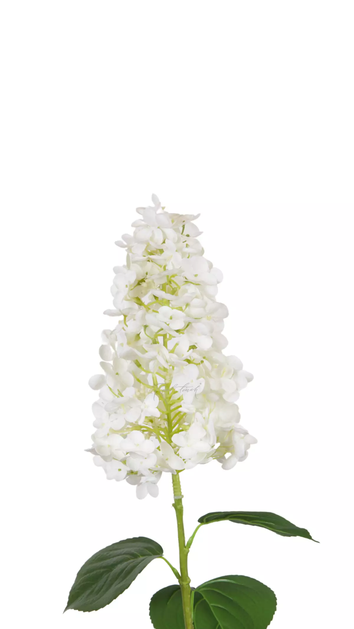Hydrangea paniculata on the stem - white