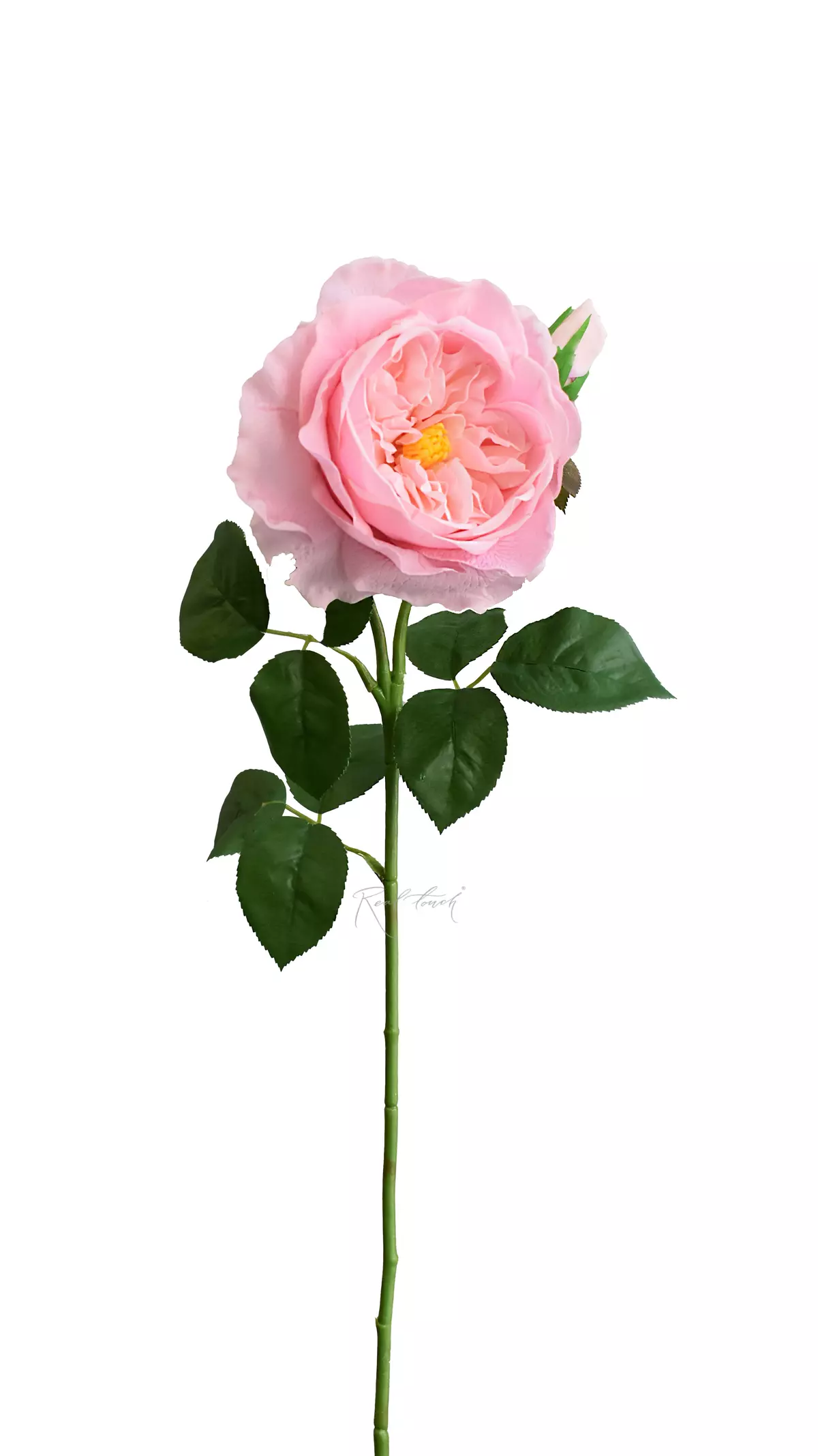 Rose David Austin The Pilgrim large - pink