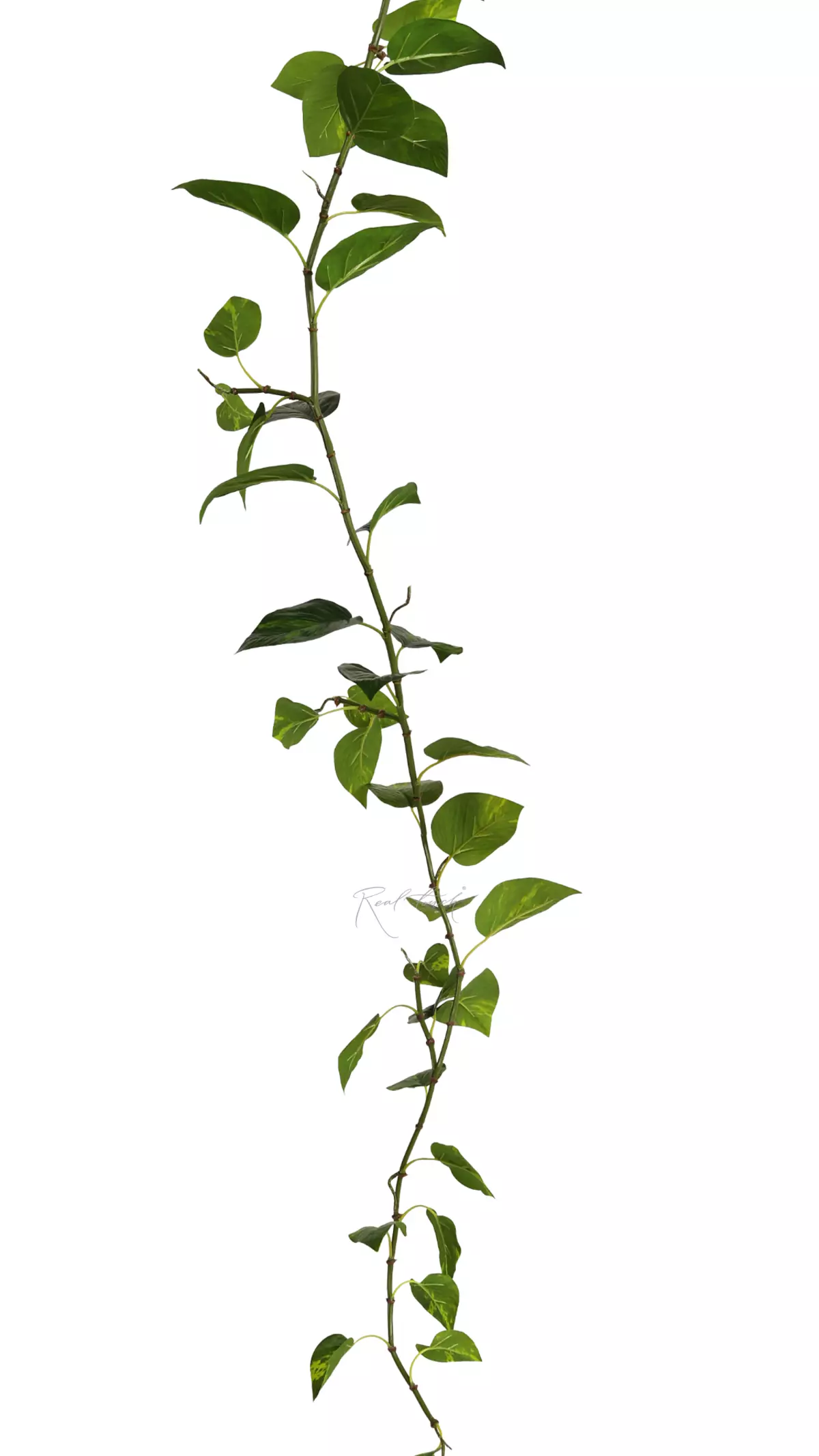 Real Touch Pothos vine 185cm garland - green Real Touch Pothos vine 185cm garland - green