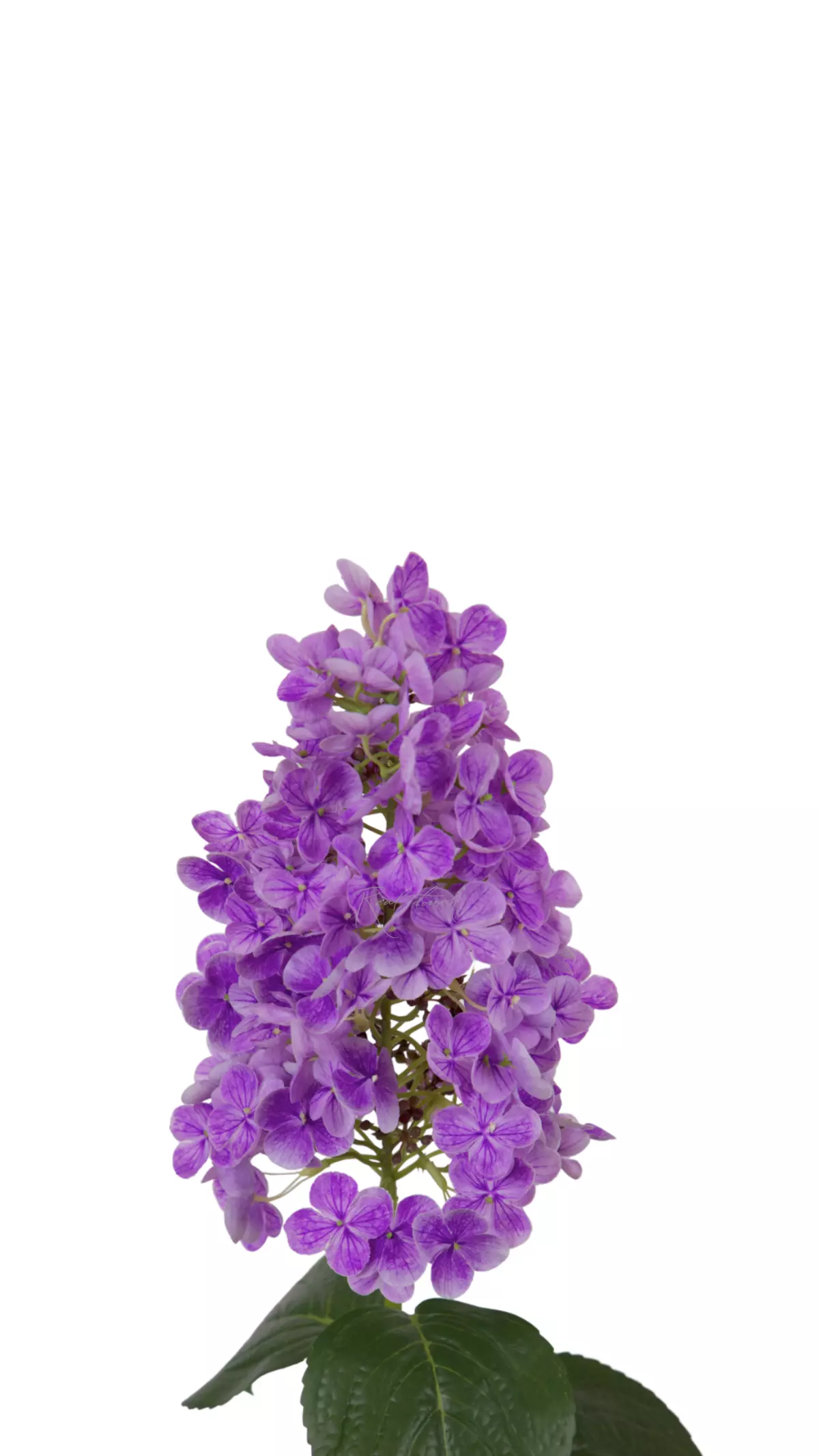 Hydrangea paniculata on the stem - purple