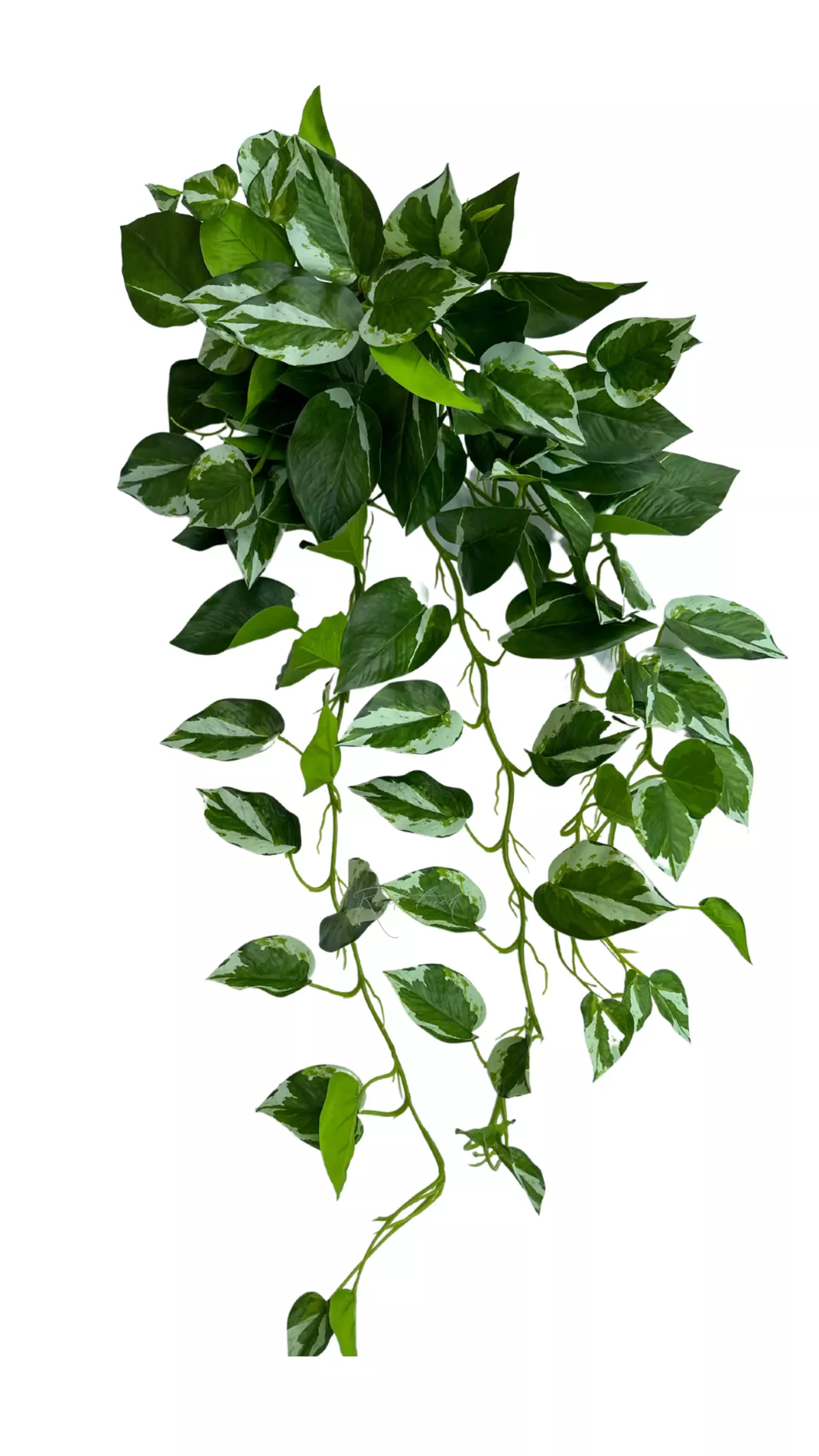 Scindapsus Manjula - white green Scindapsus Manjula - white green