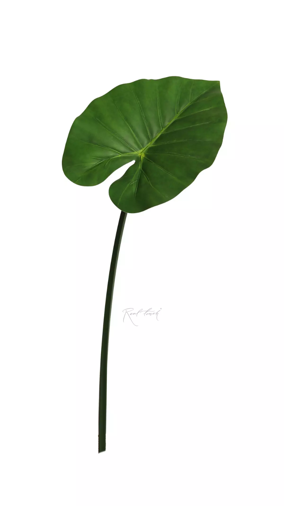 Alocasia leaf 80cm - green
