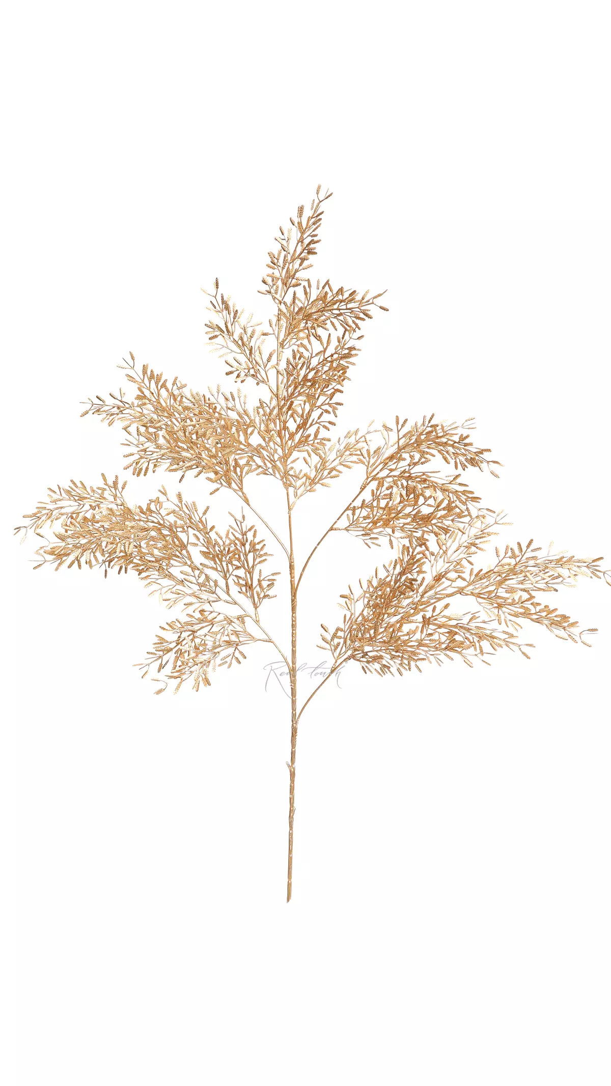 Asparagus - Gold