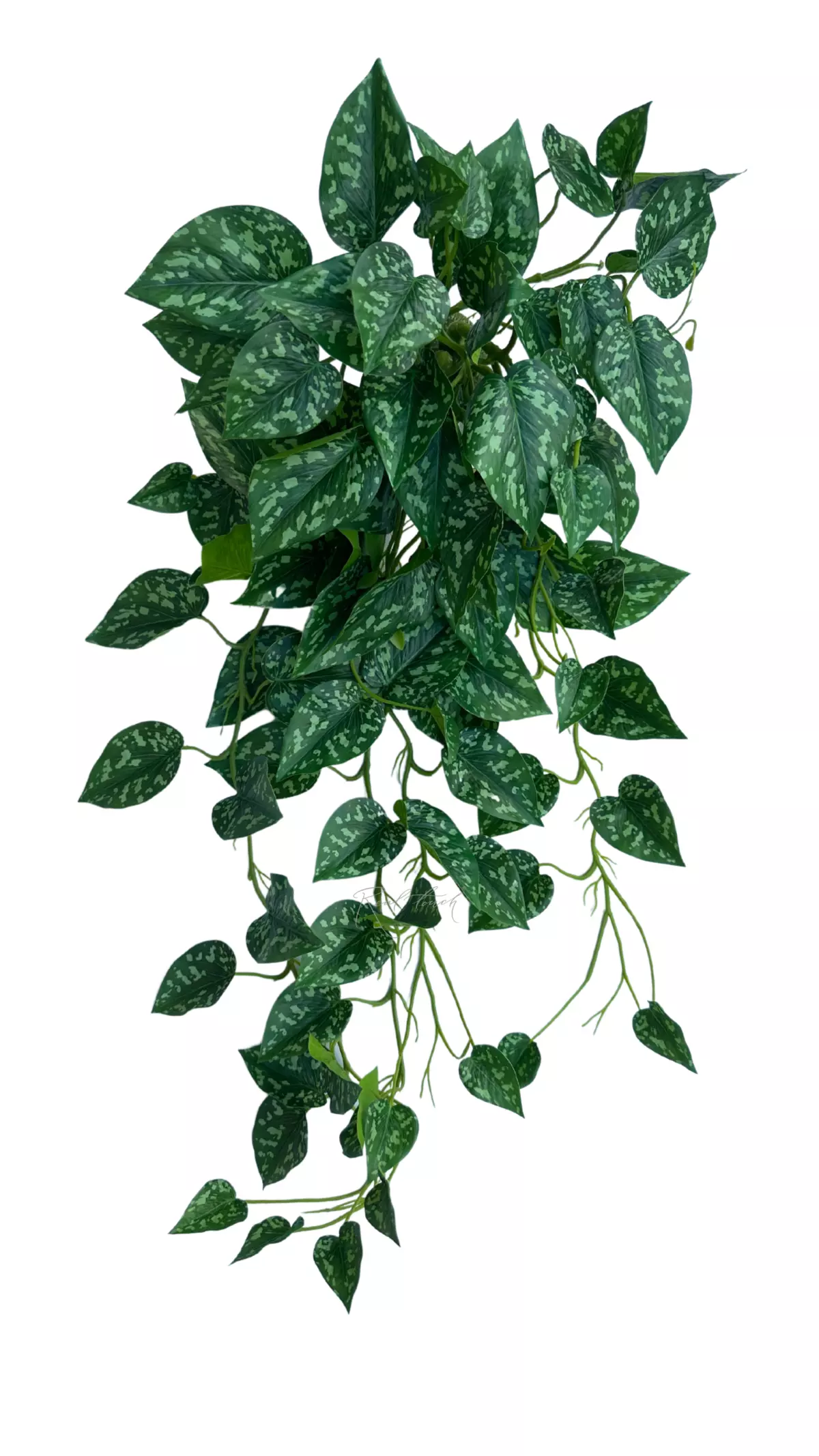 Scindapsus pictus - white green Scindapsus pictus - white green