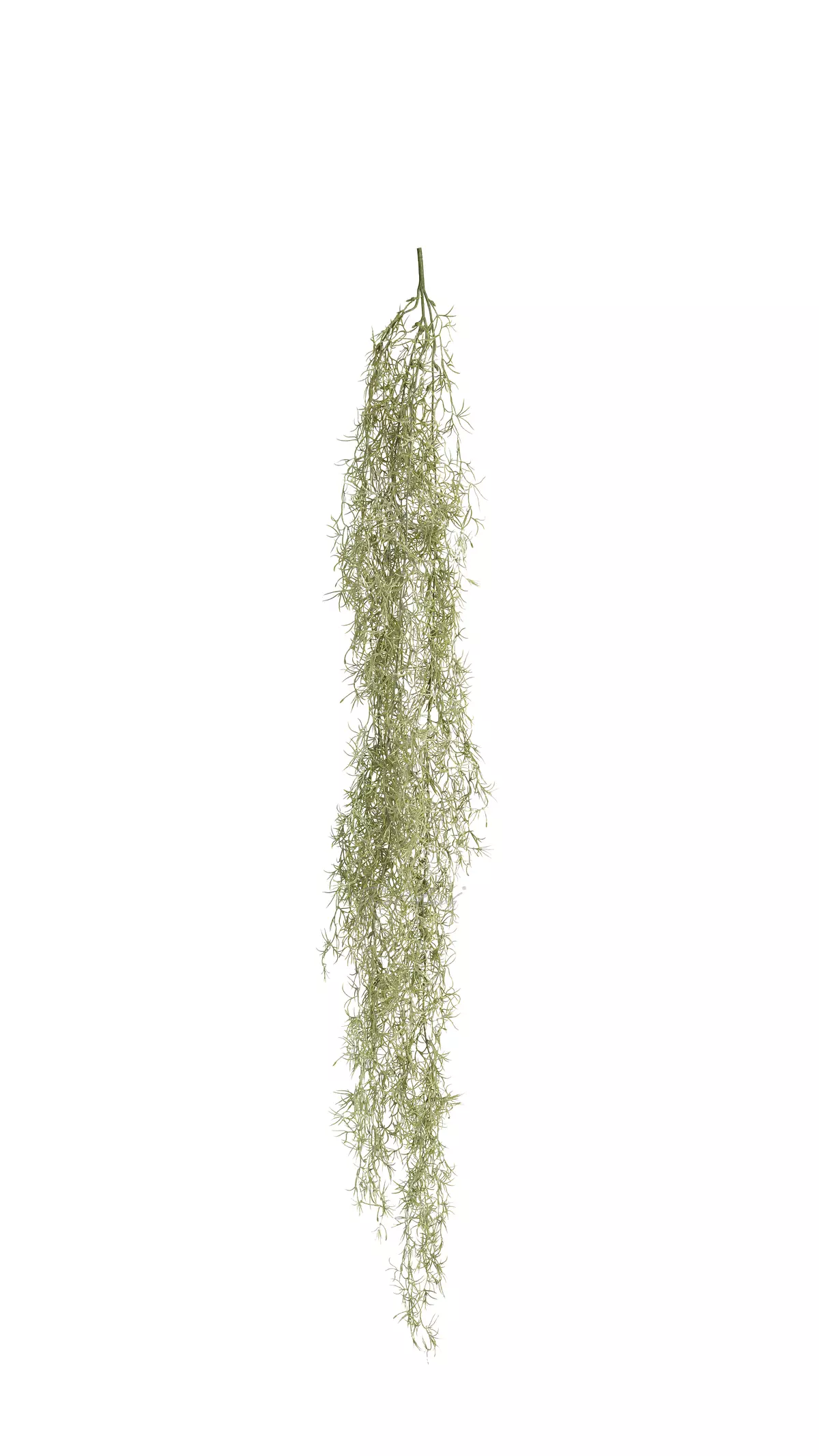 Tillandsia usneoides (Spanish moss) - dusty green Tillandsia usneoides (Spanish moss) - dusty green