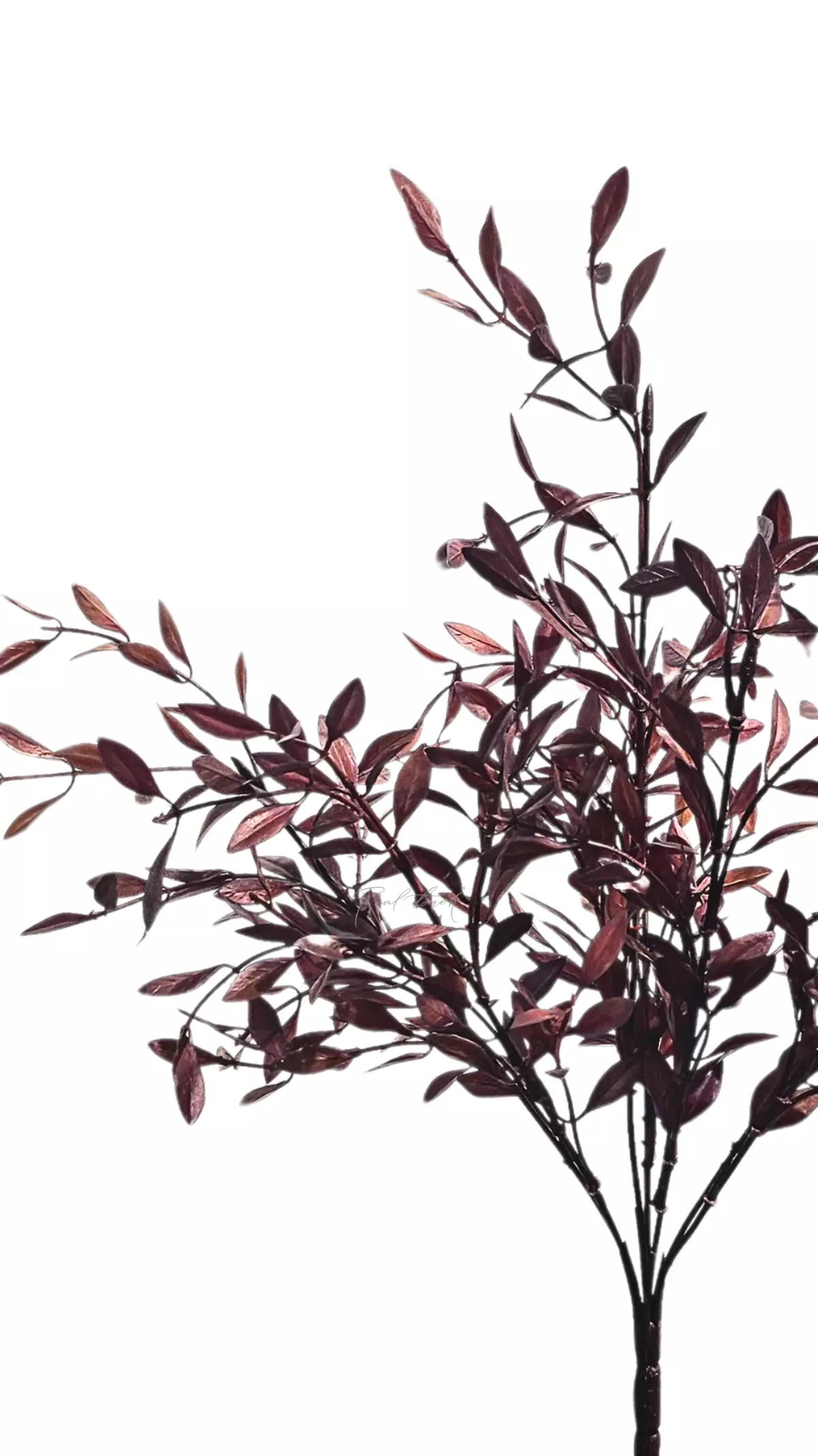 Bunch of barberry - bordeaux