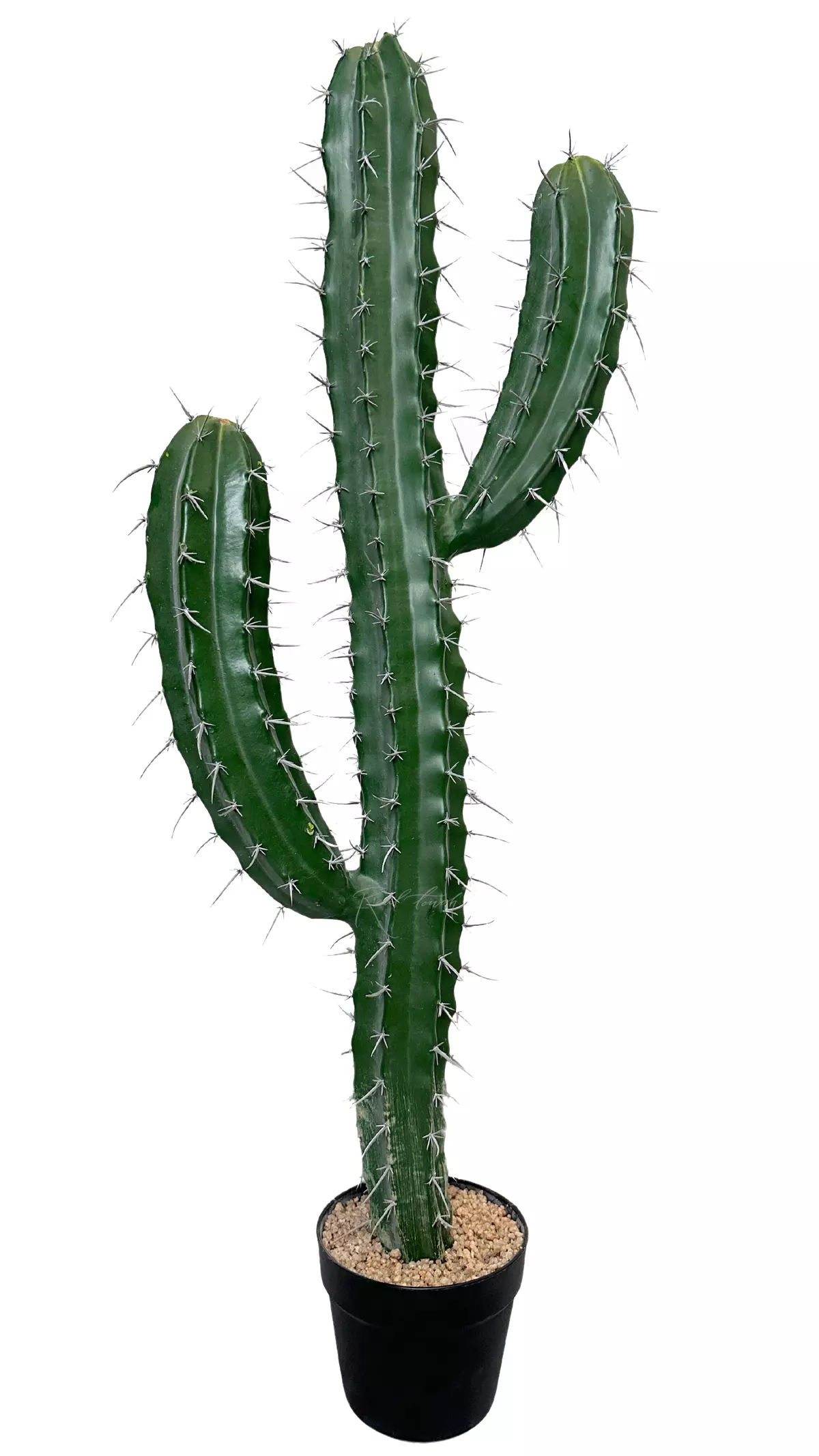Cactus Stetsonia (1 trunk) 101cm - green