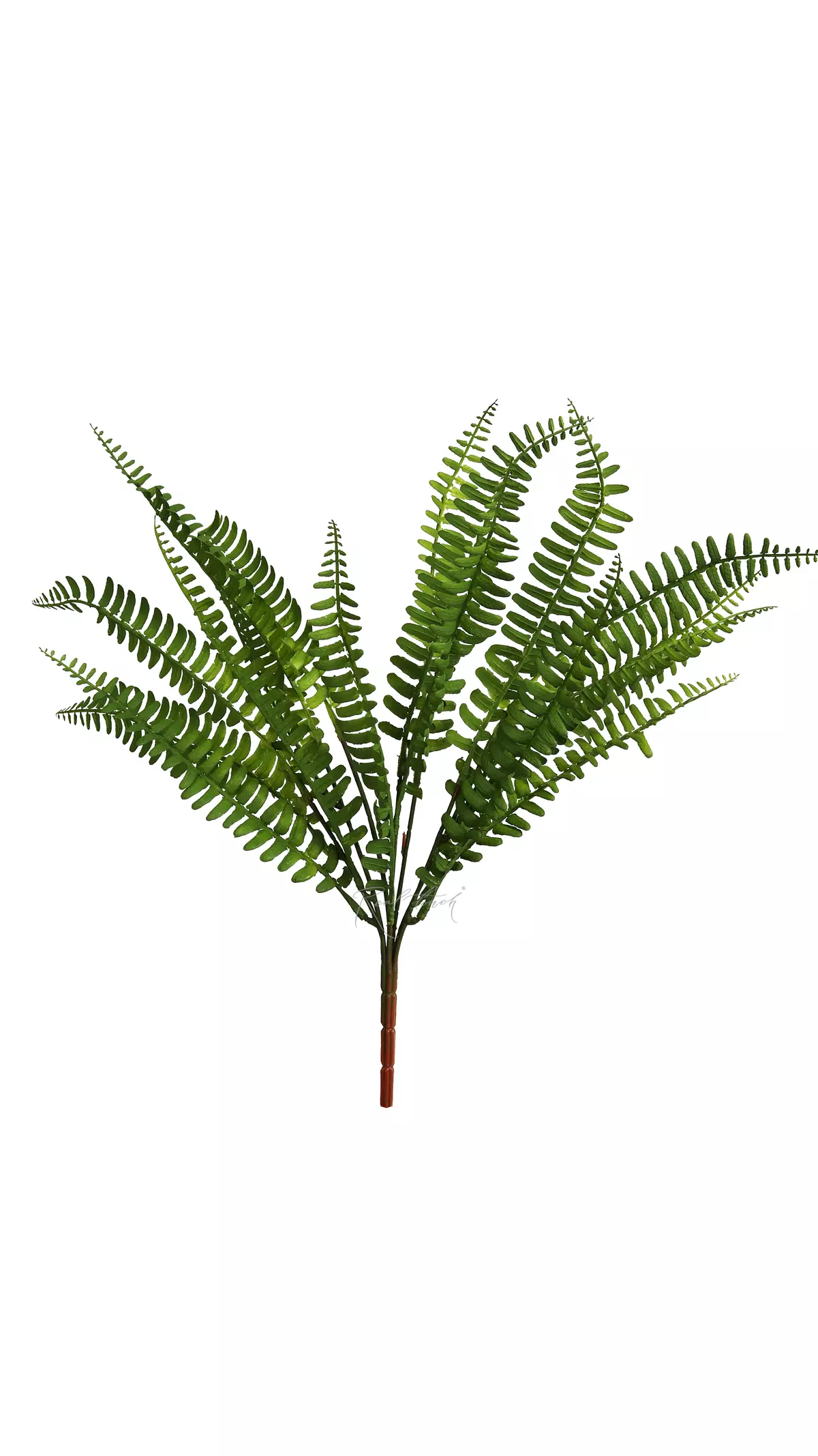 Nephrolepis Green Lady (Greenery 2) - green