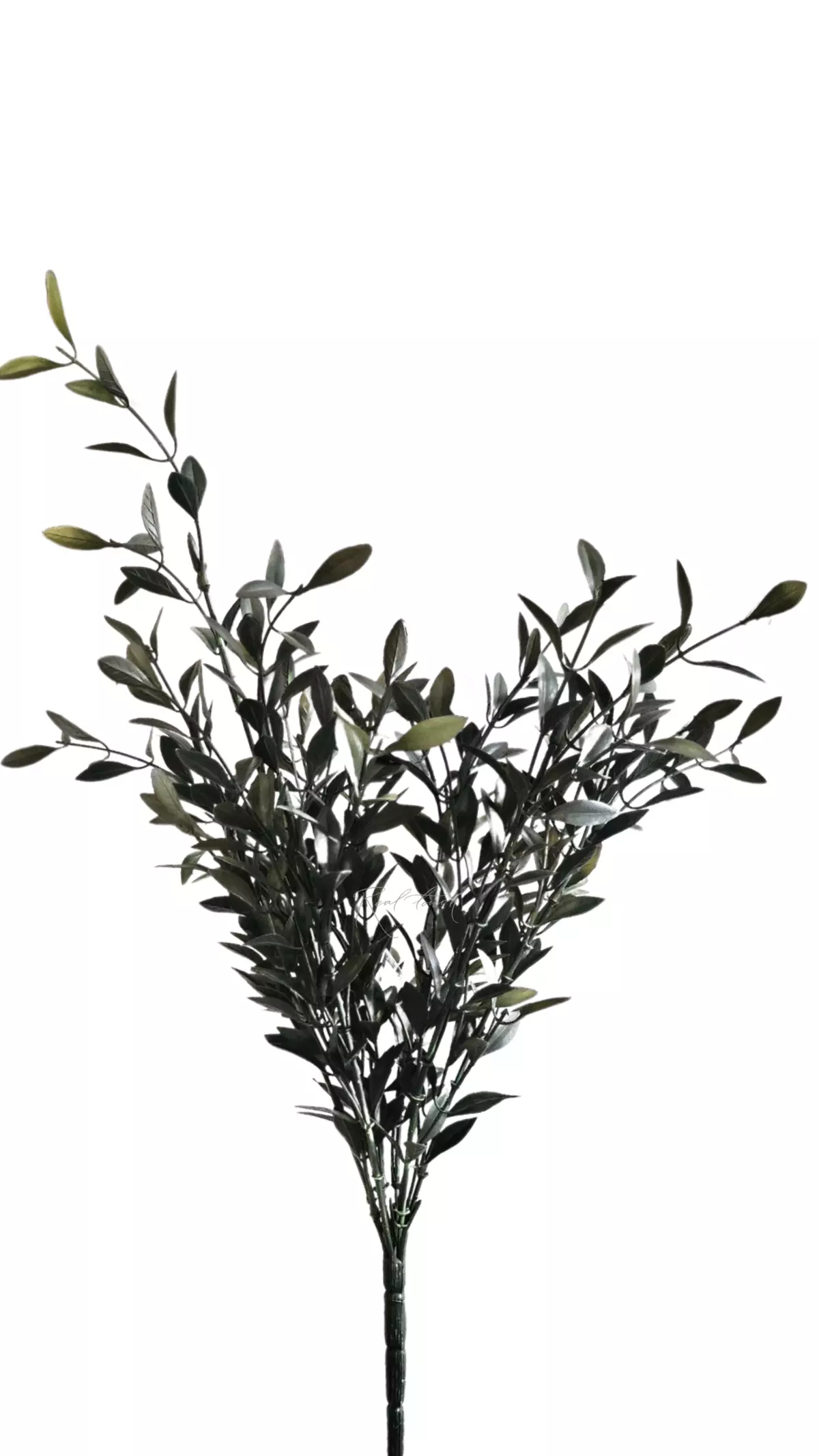 Bunch of barberry - Dark green