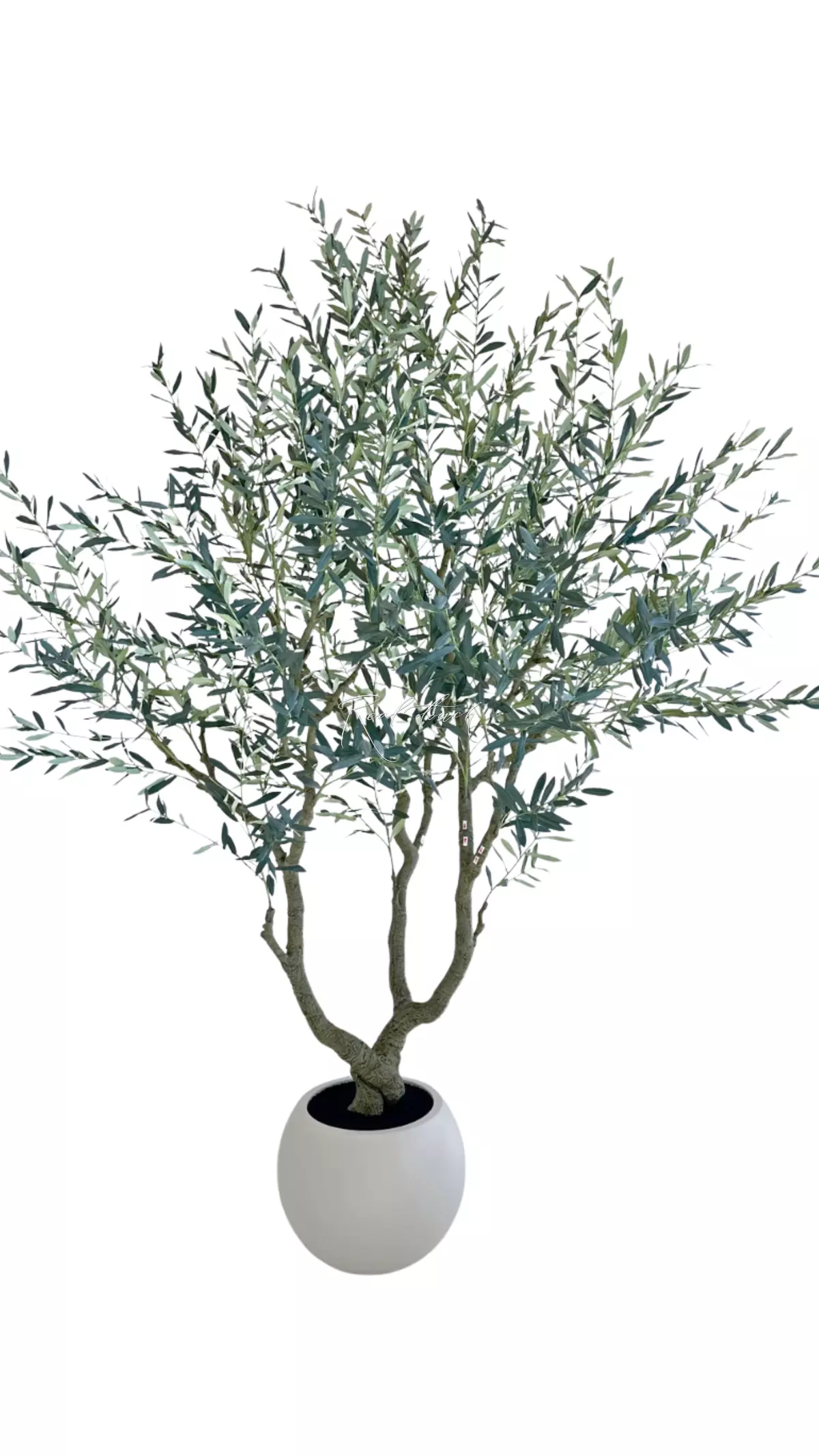 Olive tree 240cm - green