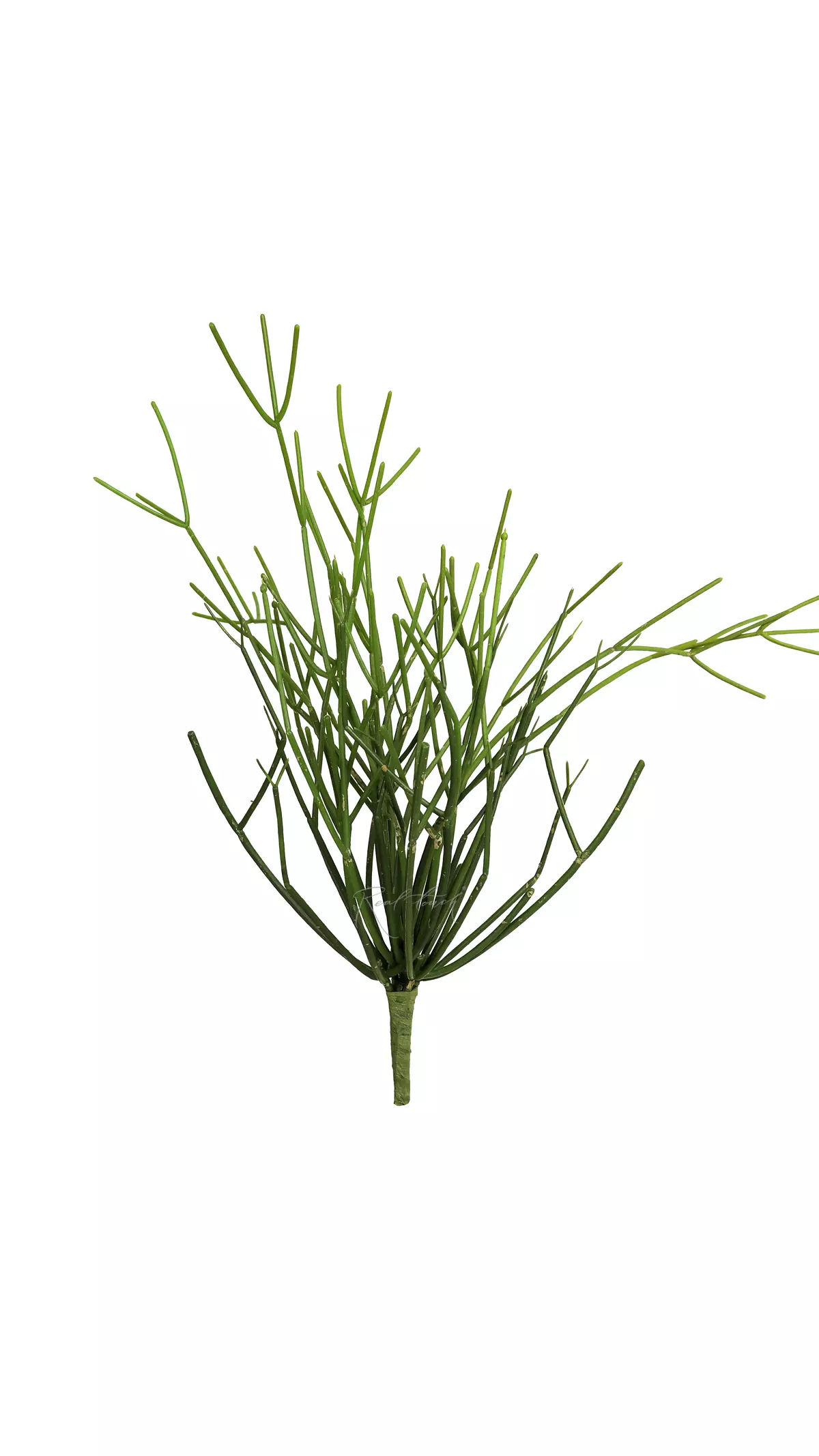 Rhipsalis bush - green