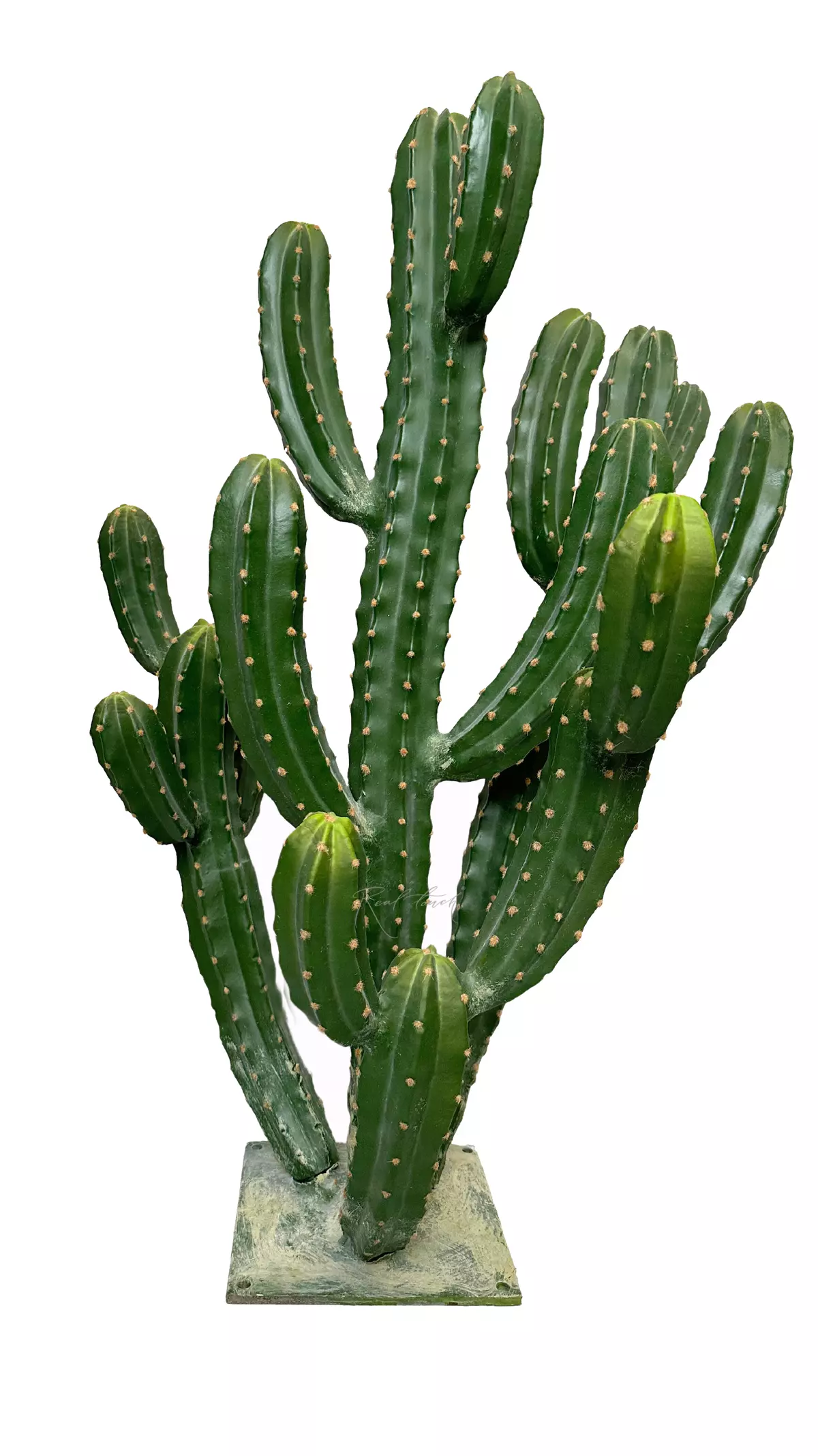 Cereus repandus 104cm - green Cereus repandus 104cm - green