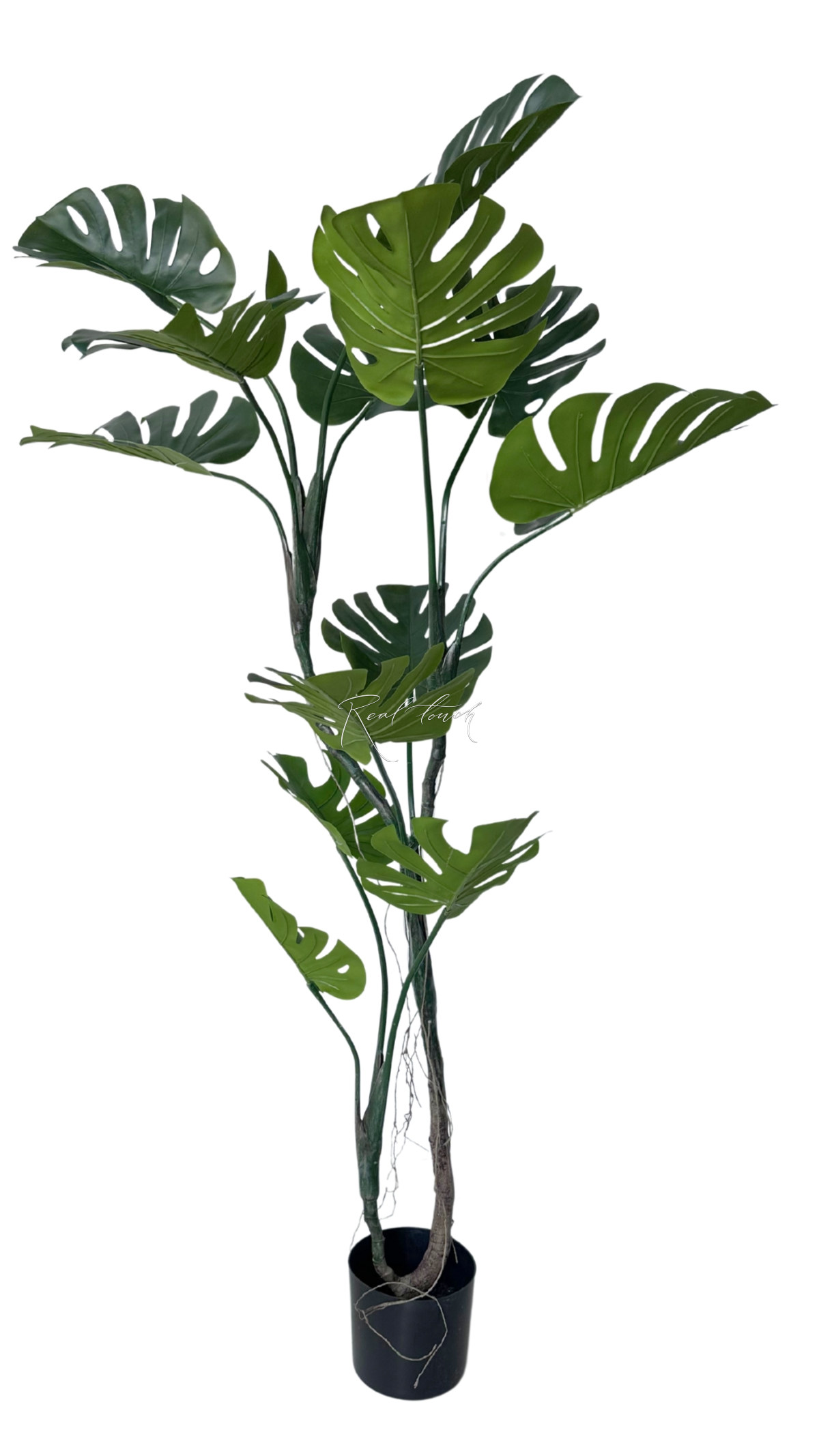 Monstera in pot 165cm - green