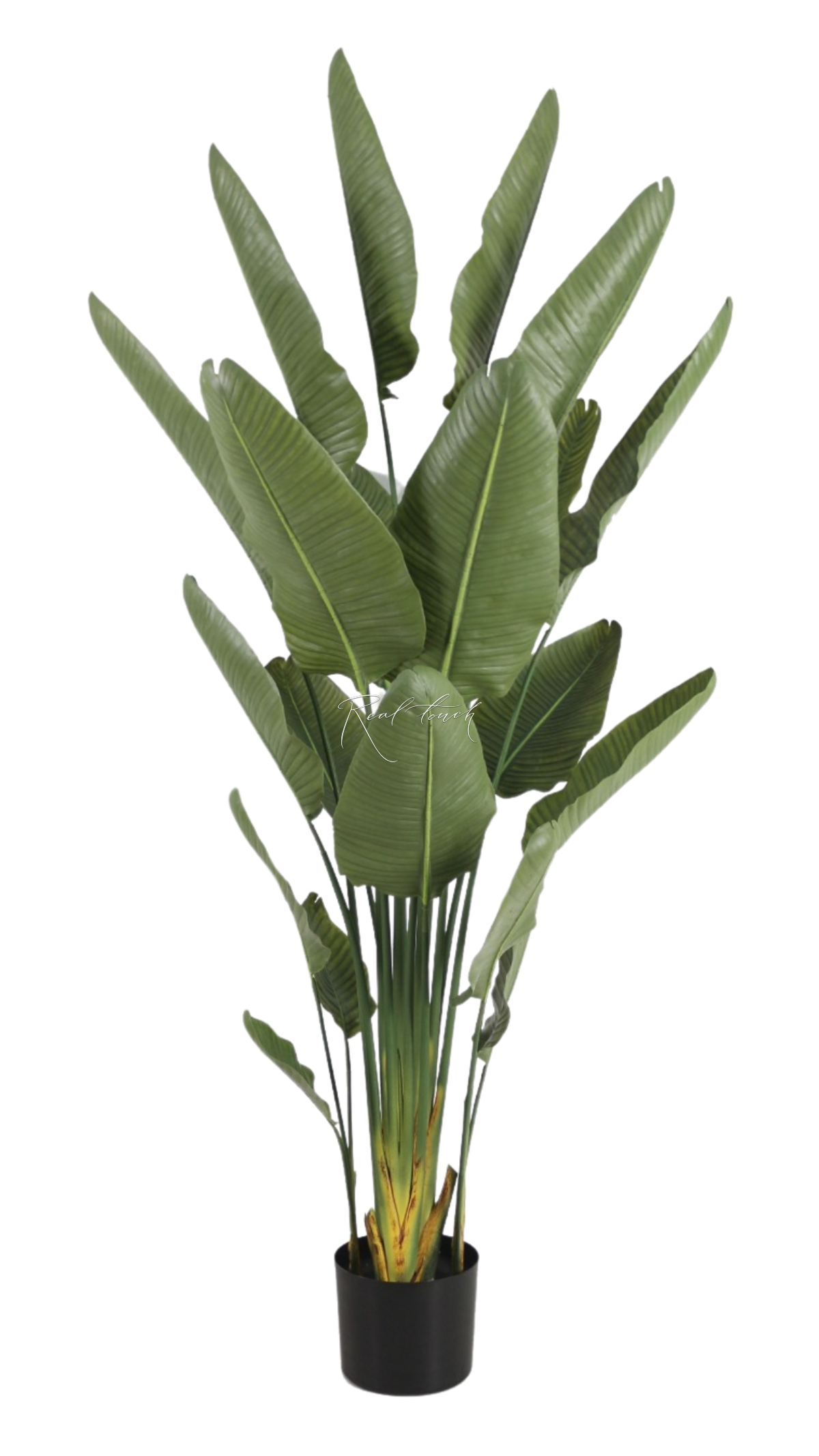 Premium strelitzia nicolai 220cm in a pot - green