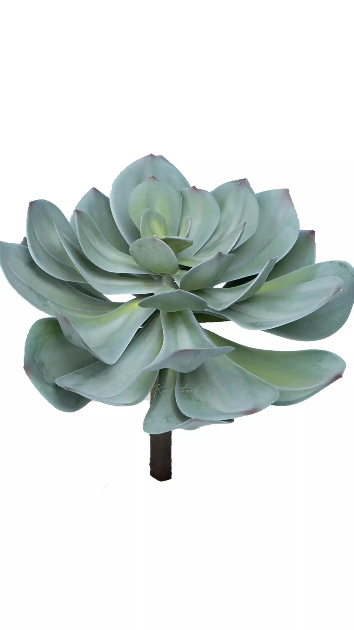 Echeveria Gibbiflora - blue green