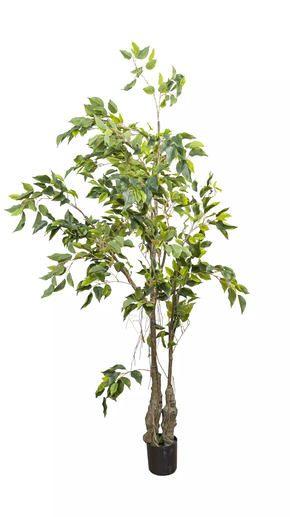 Artificial Ficus Benjamina Weeping fig 150cm  - green