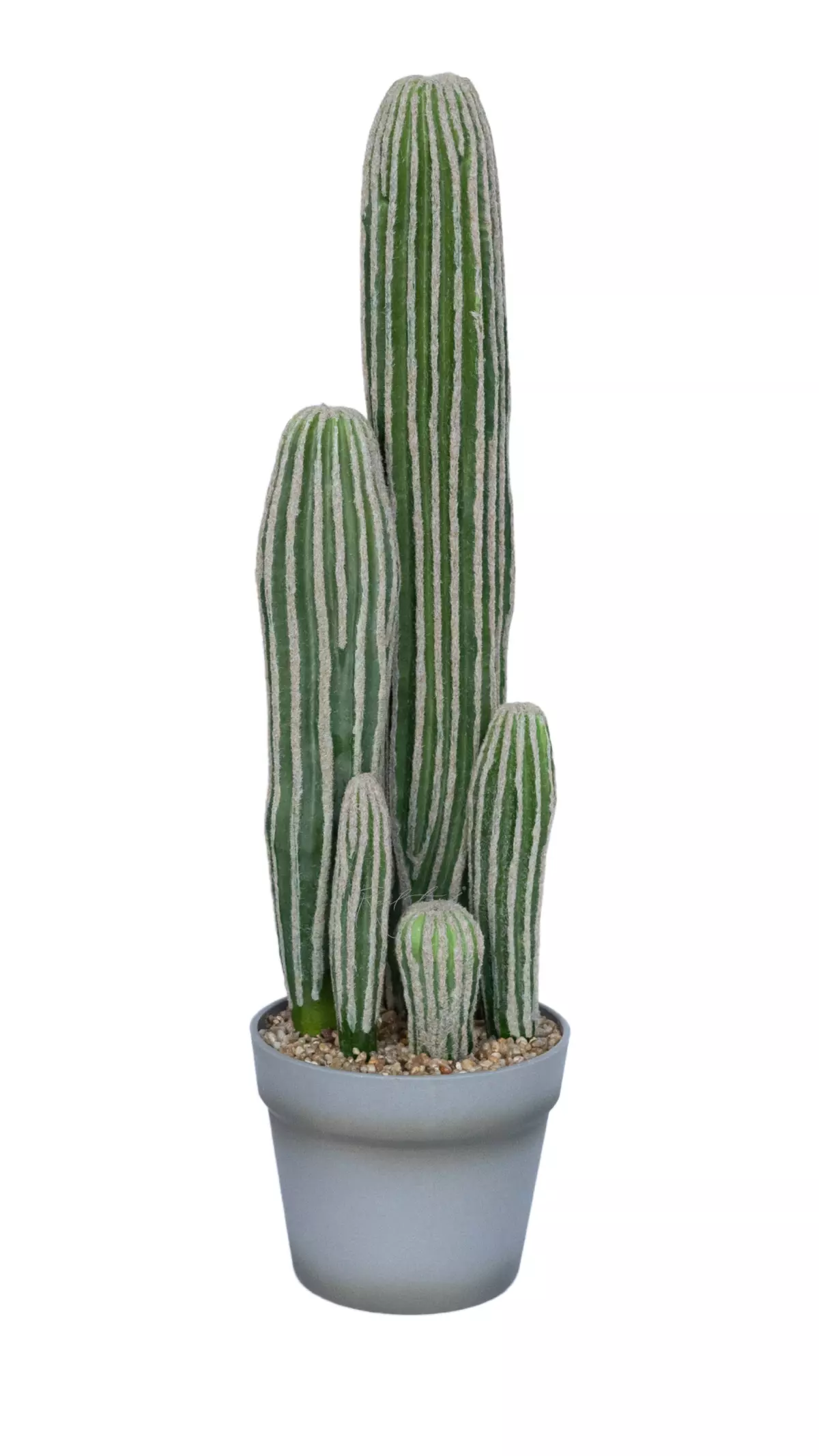 Cactus San Pedro average - green