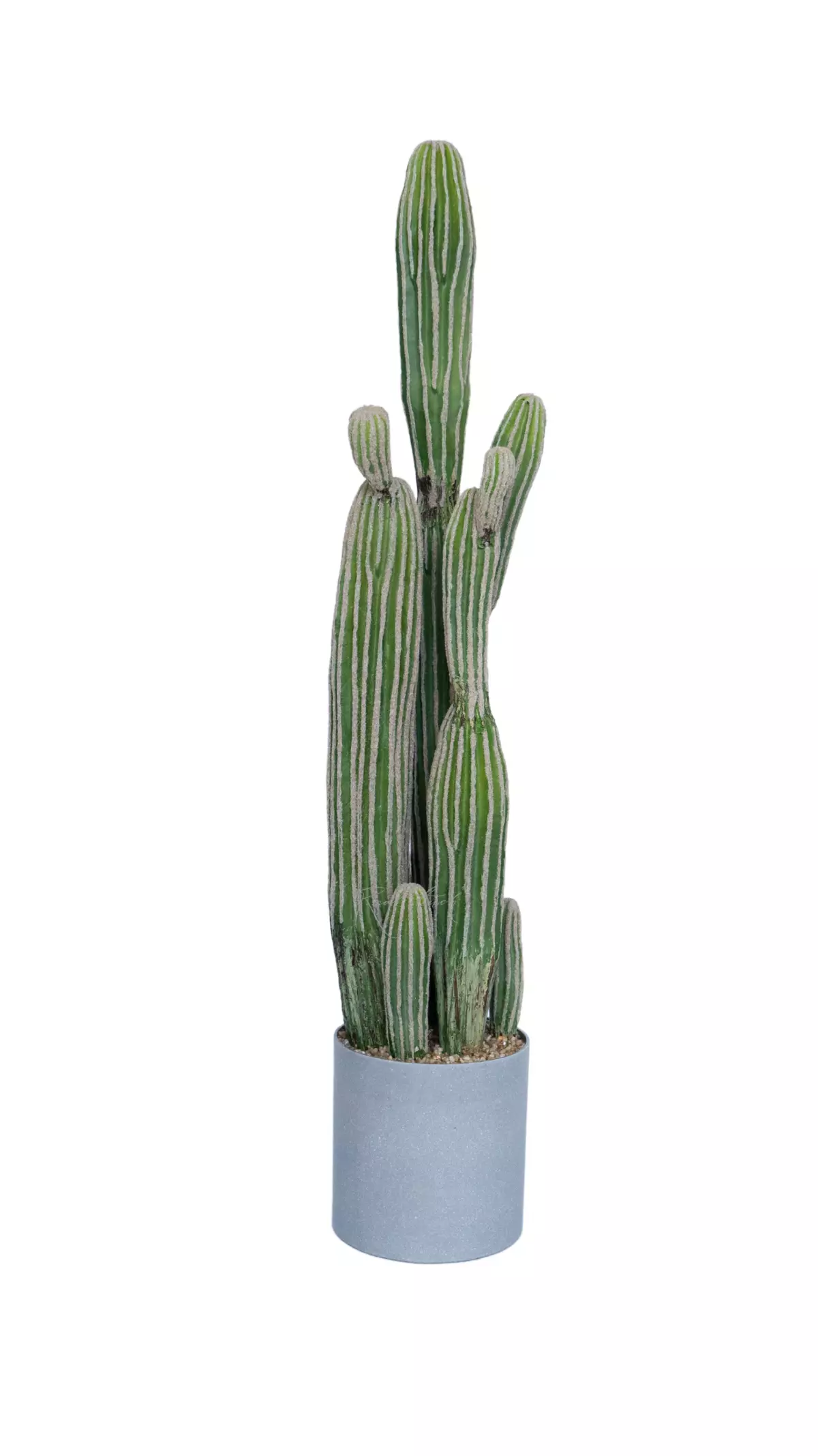 Cactus San Pedro big - green