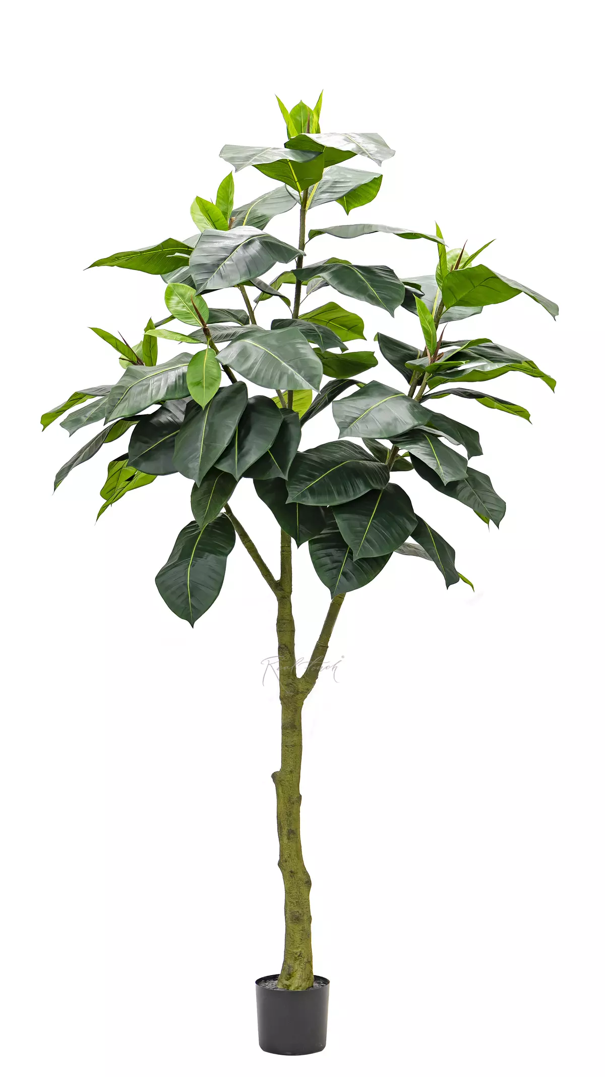 Artificial Ficus Elastica Abidjan 240cm - green Artificial Ficus Elastica Abidjan 240cm - green