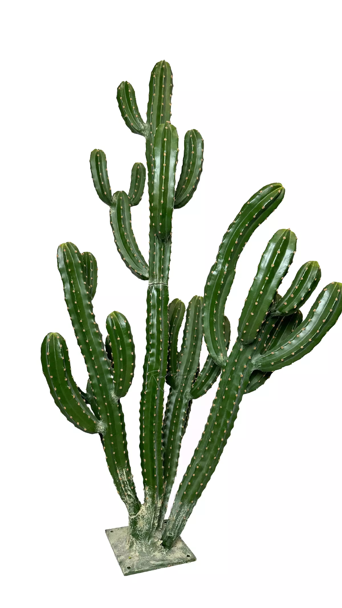 Cereus repandus 168cm - green Cereus repandus 168cm - green