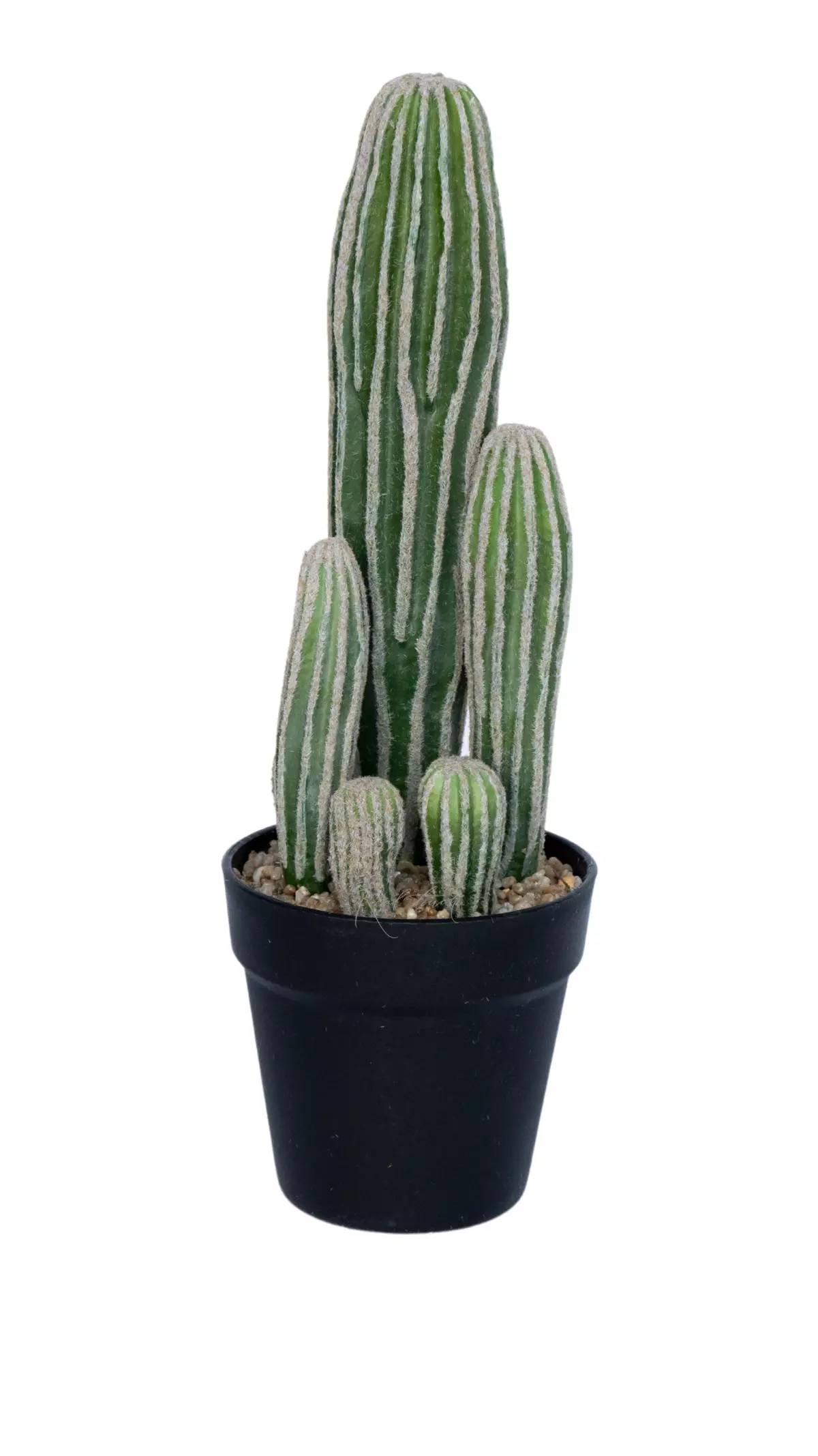 Cactus San Pedro small (black pot) 42cm - green