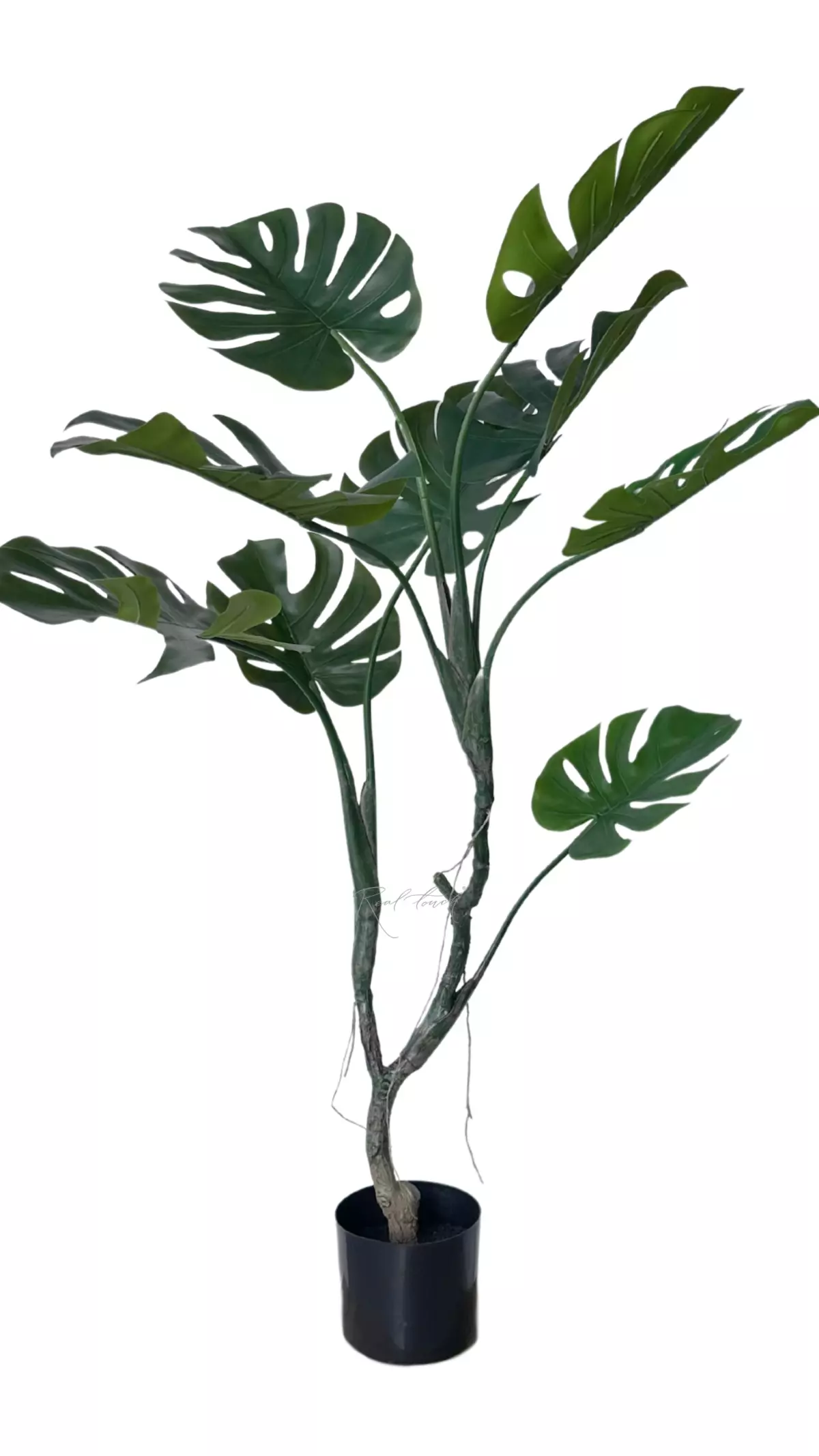 Monstera in pot 125cm - green Monstera in pot 125cm - green