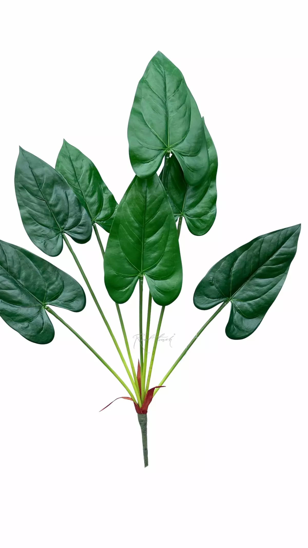 Anthurium bush of 7 leaves 76cm - green