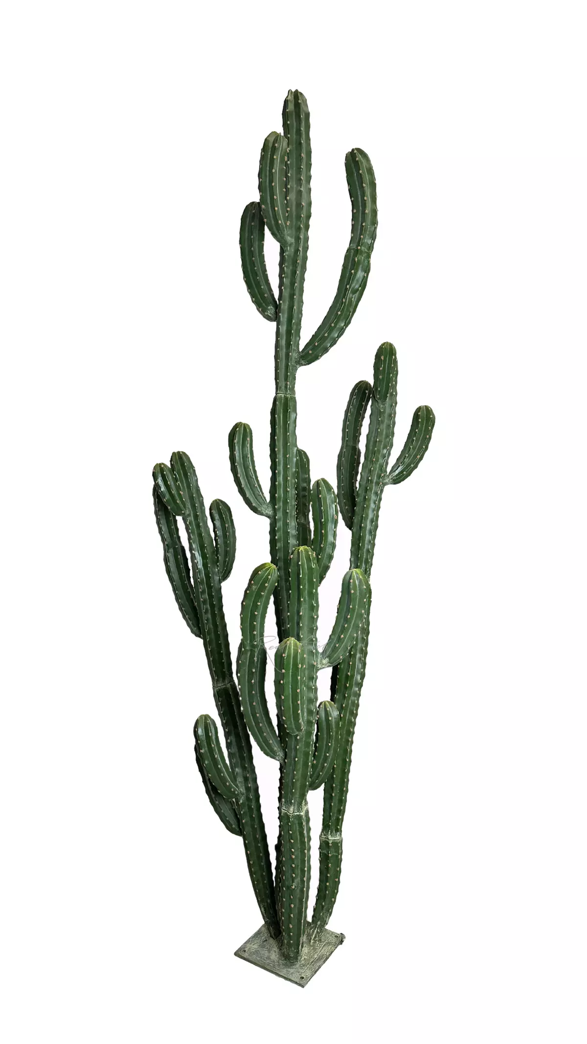 Cereus repandus 256cm - green Cereus repandus 256cm - green