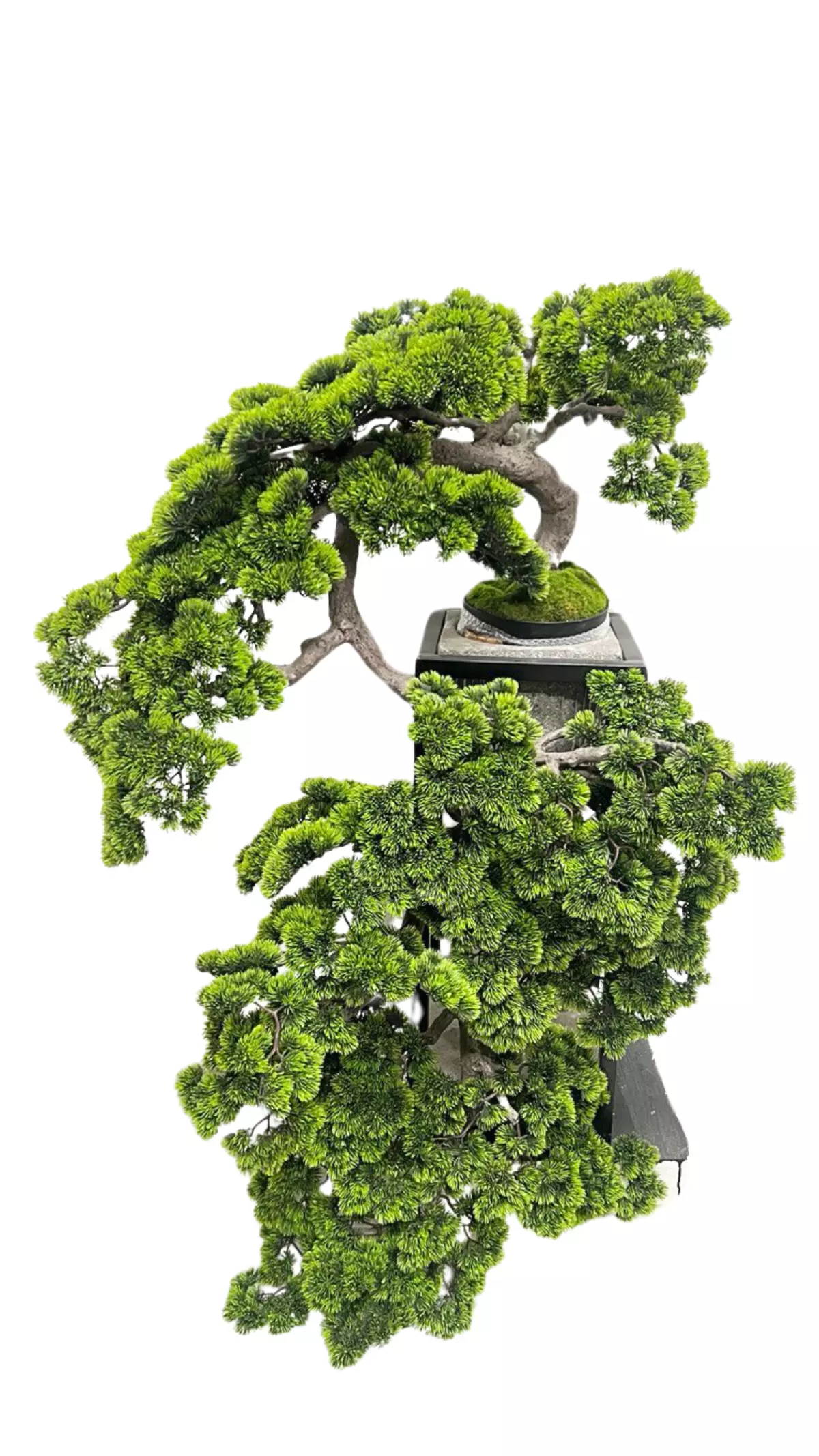 Bonsai cascade 145 cm with a long needle - green