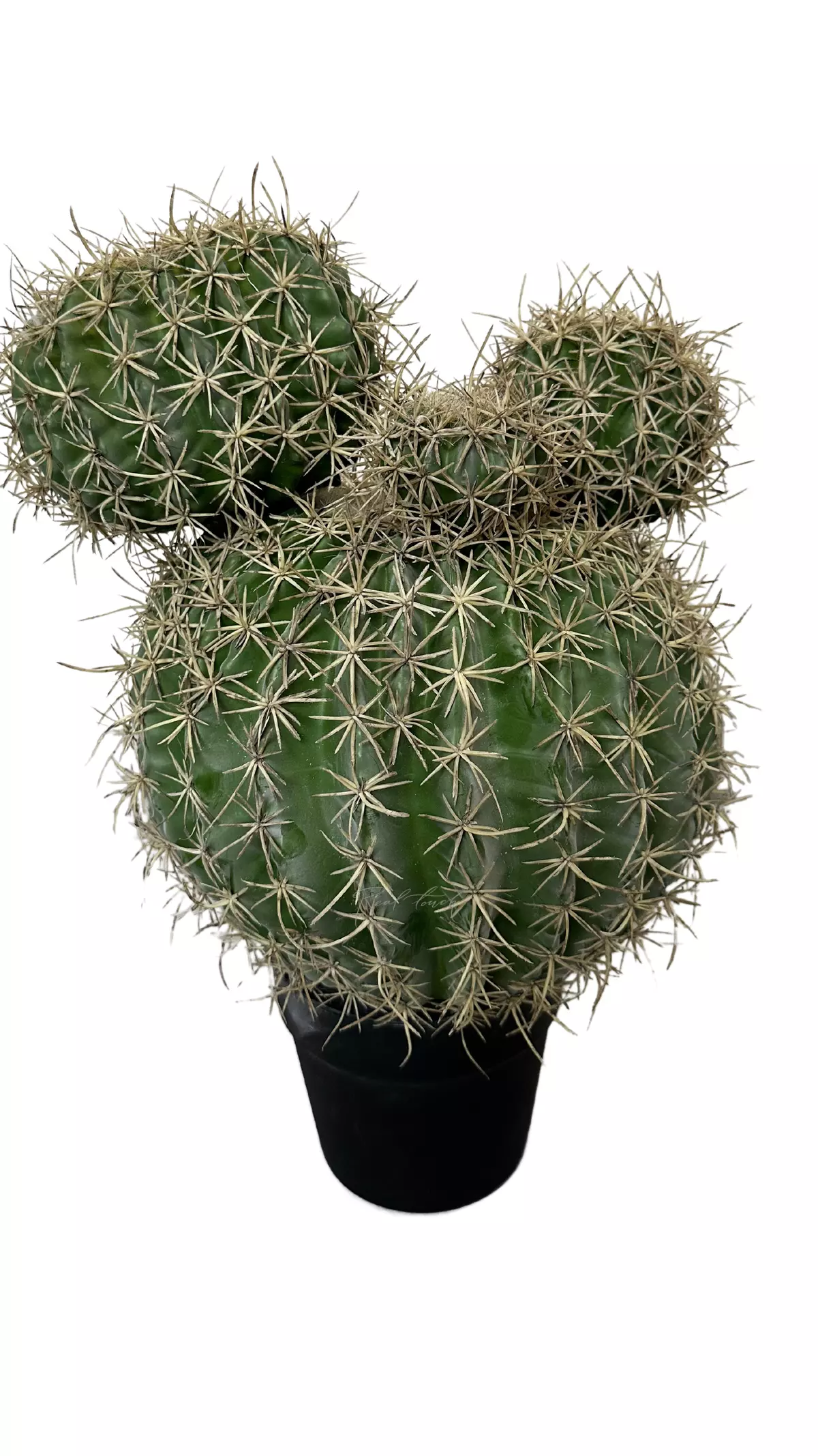 Echinocactus Mickey - green Echinocactus Mickey - green