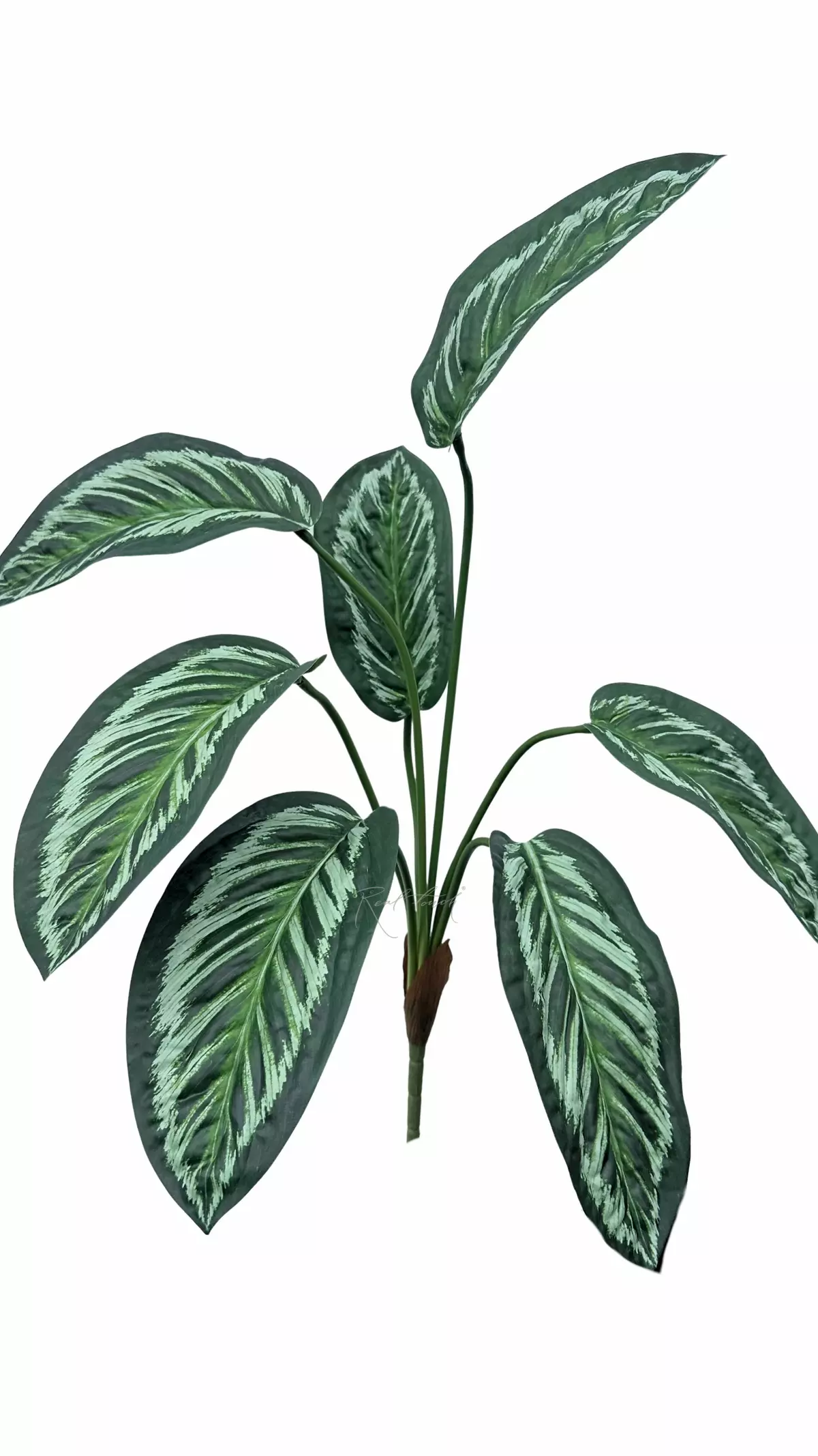 Aglaonema bush of 7 leaves - Green (light stripes)